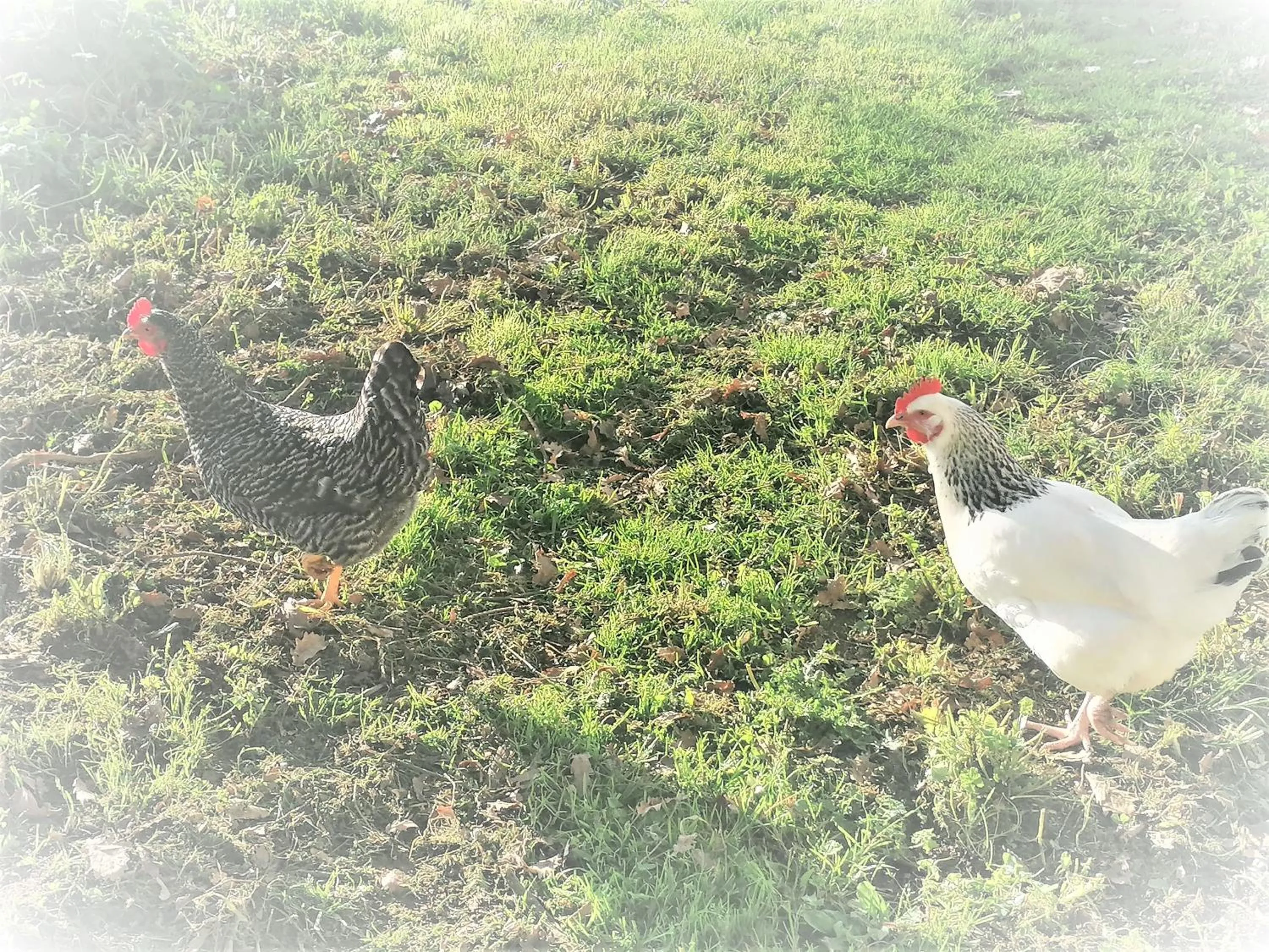 Domaine de Gaïa, Piscine, Pétanque, Ping Pong, proche Saint-Emilion