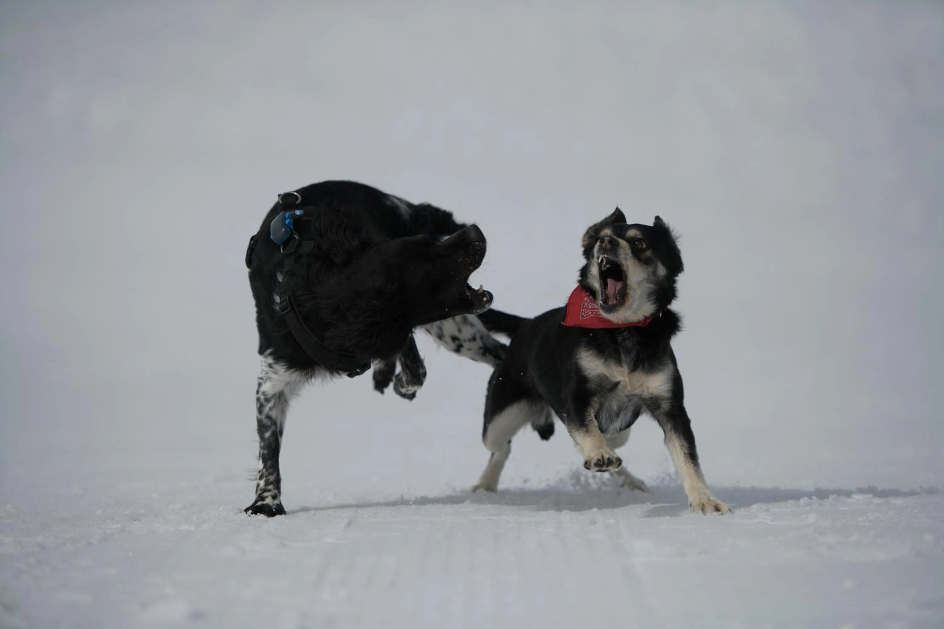 Gjaid-Alm 1739m am Dachstein-Only Accessible by Cable Car