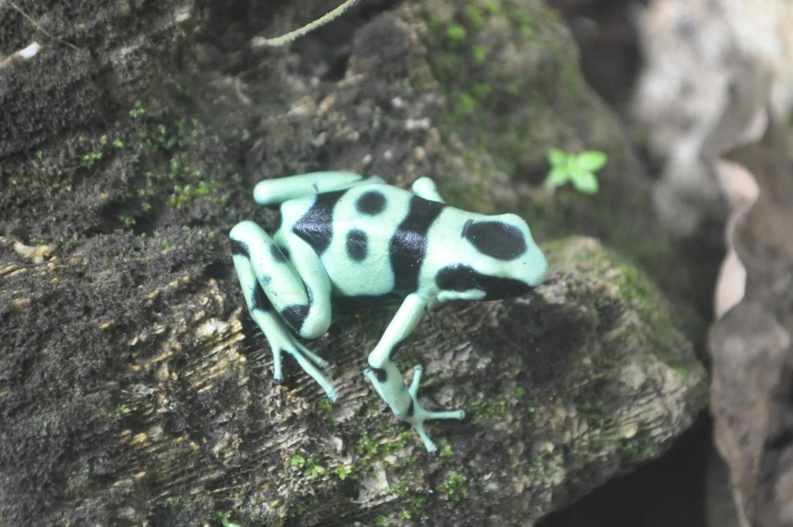 Natural landscape in Hotel El Encanto