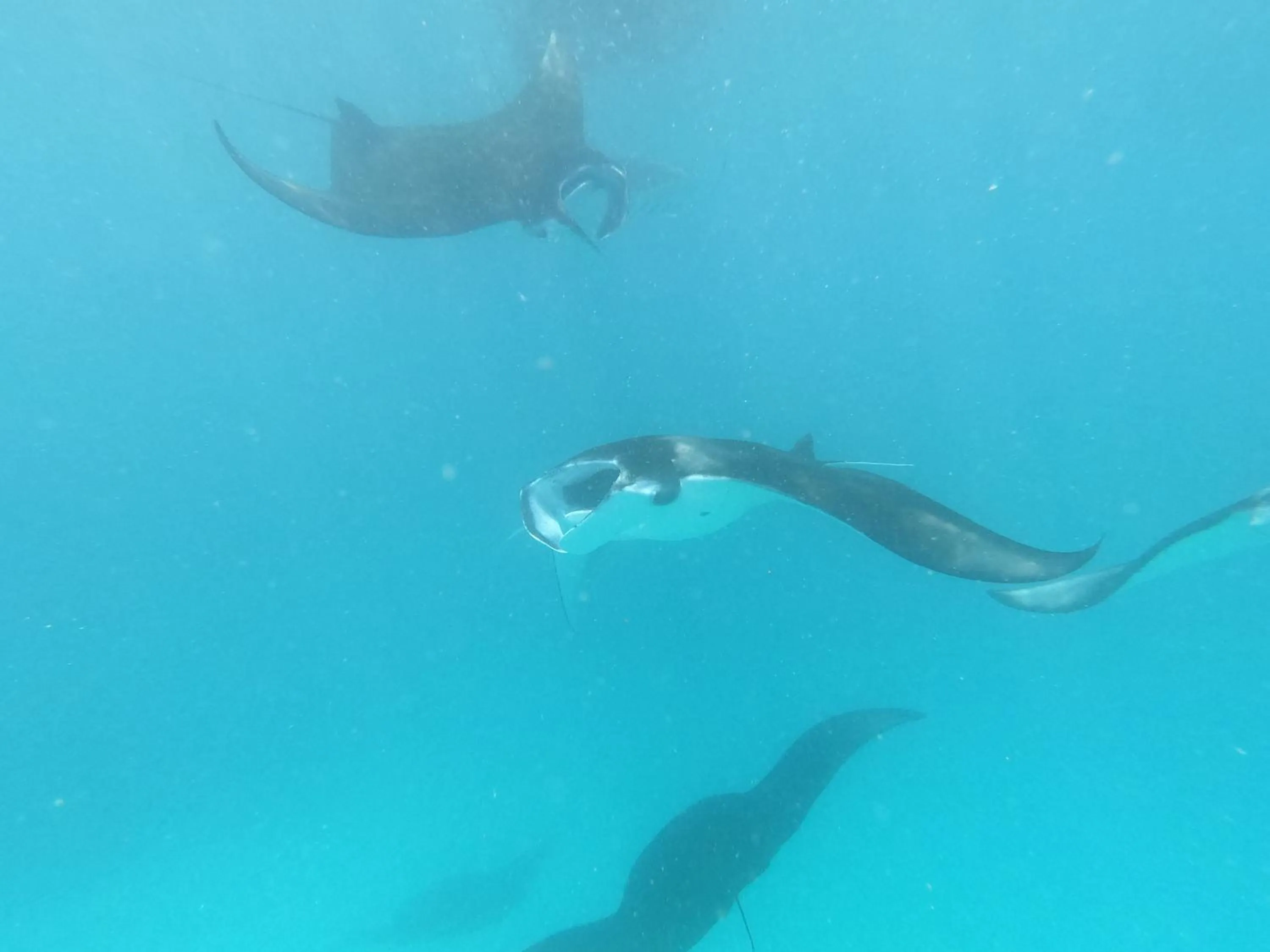 Diving in Violet Inn Hotel