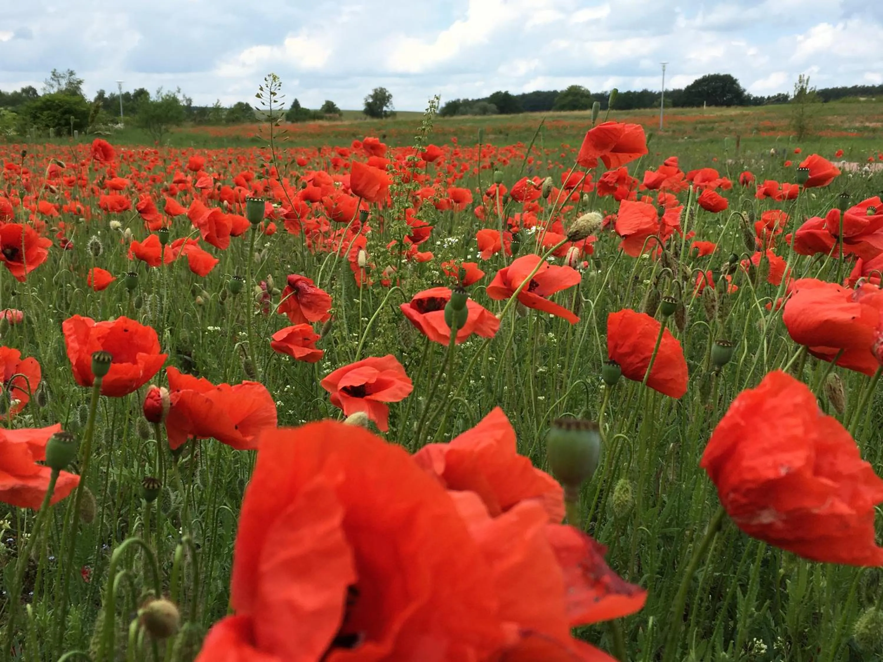 Natural landscape in Hotel am Müritz-Nationalpark