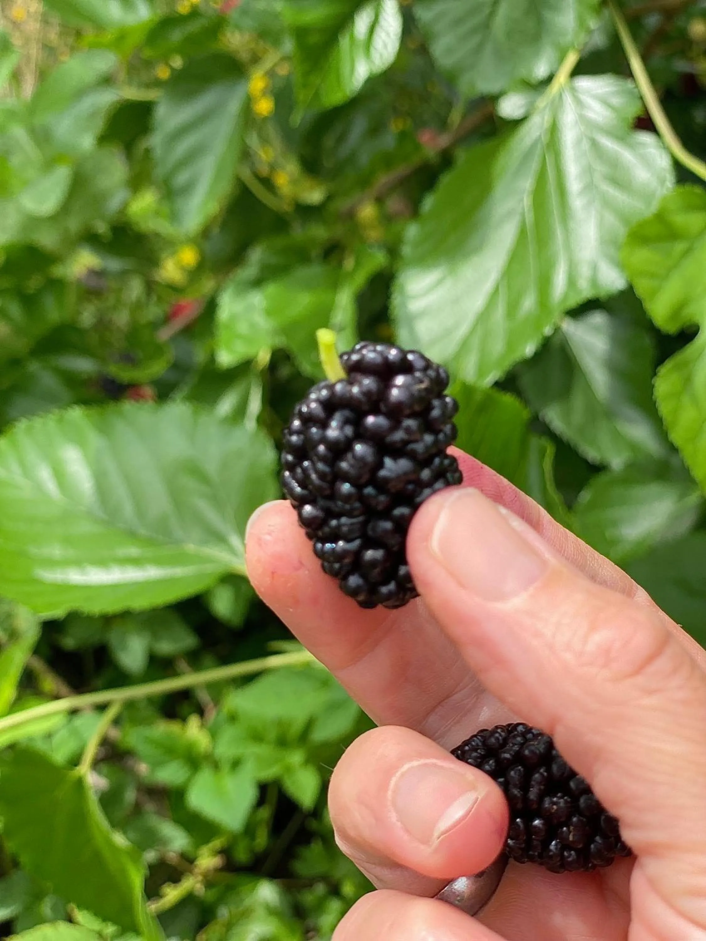 Garden in Hotel am Müritz-Nationalpark