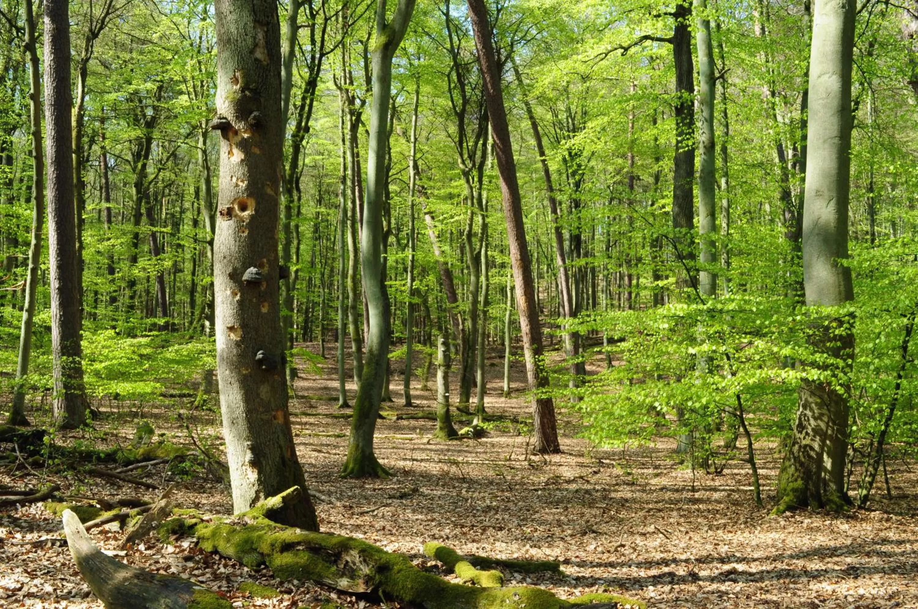 Hiking in Hotel am Müritz-Nationalpark