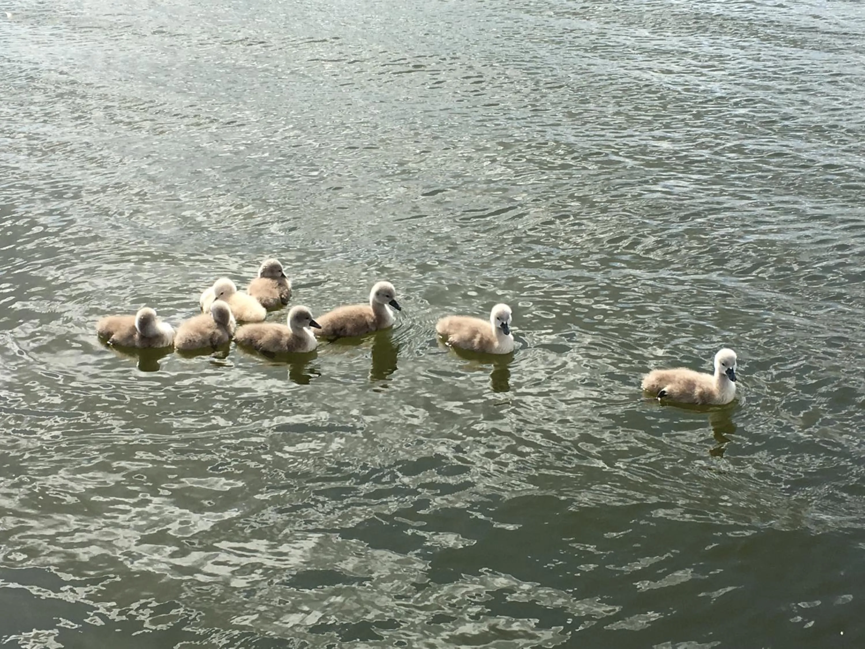 Beach in Hotel am Müritz-Nationalpark