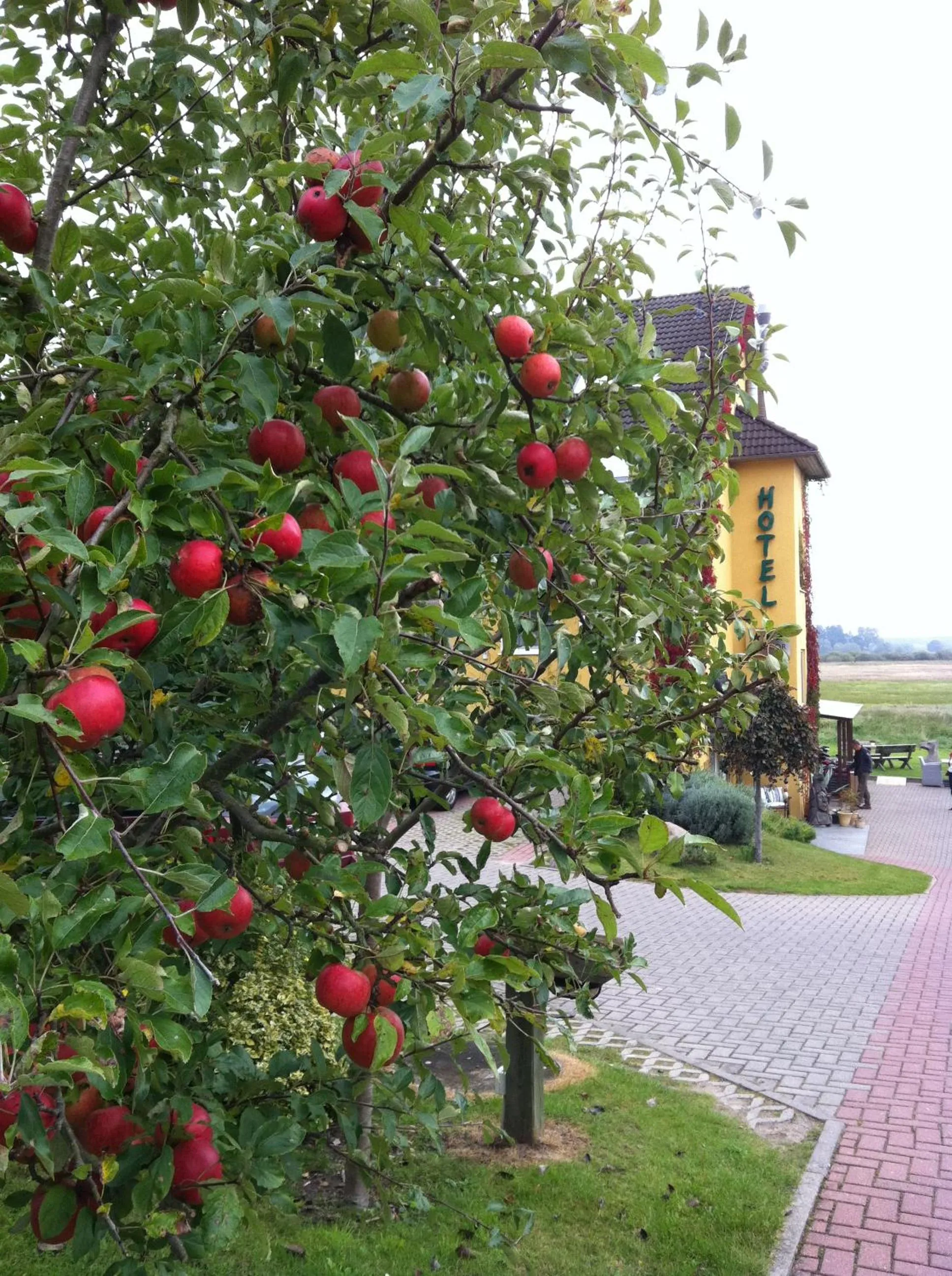 Garden in Hotel am Müritz-Nationalpark