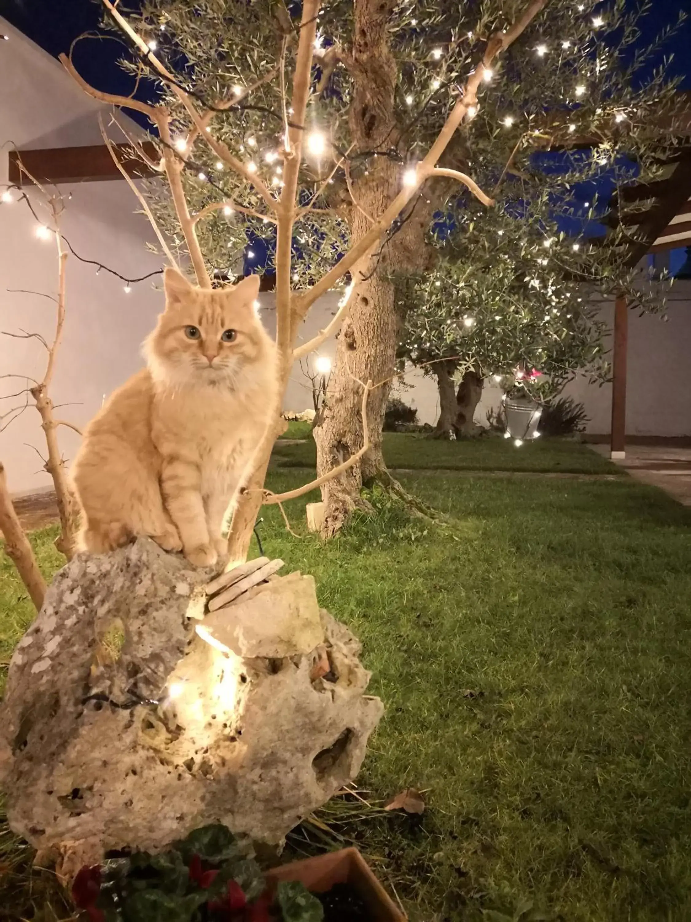 Coppola di Seta Coppola di Seta