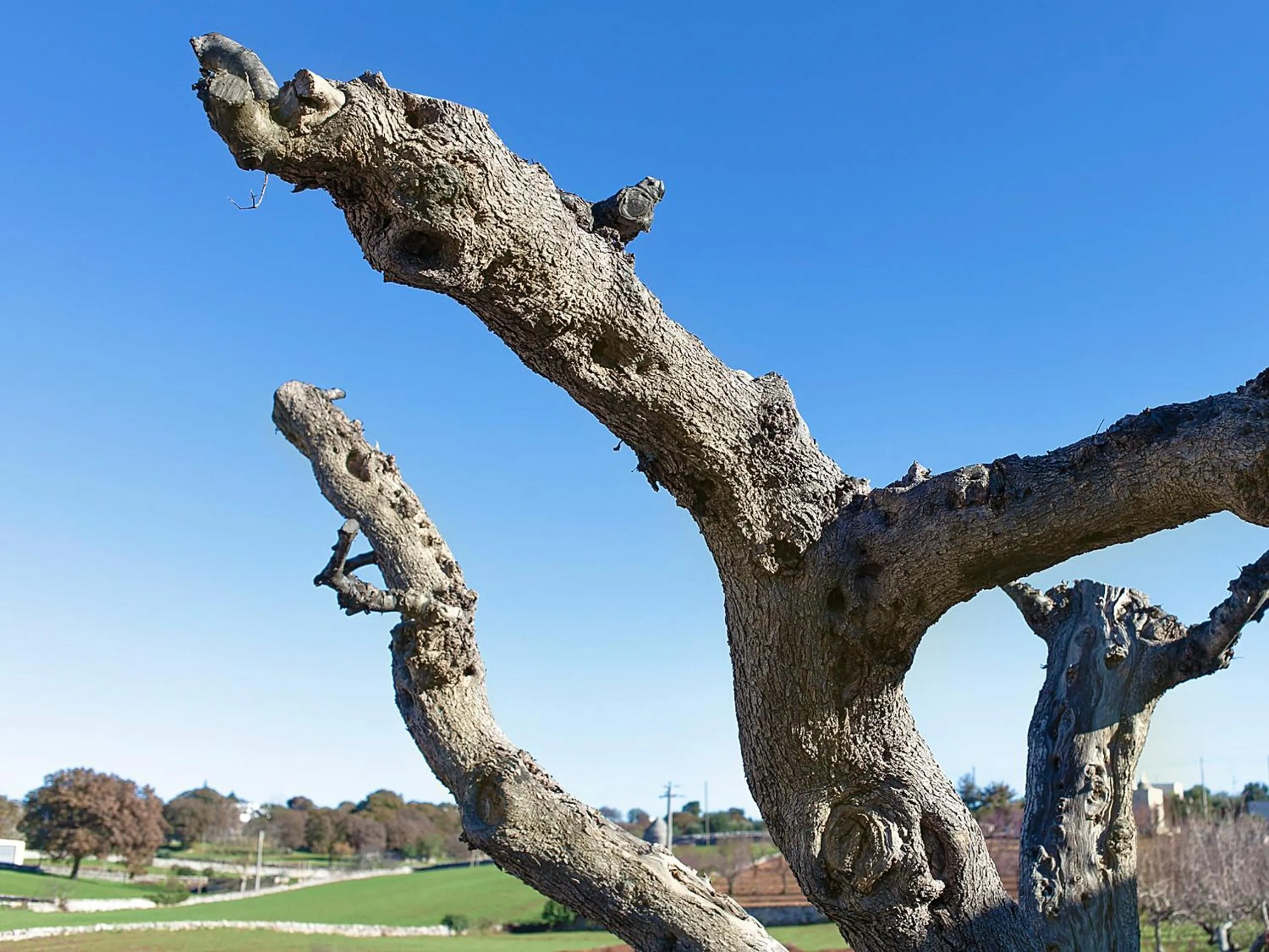 Other in Coppola di Seta