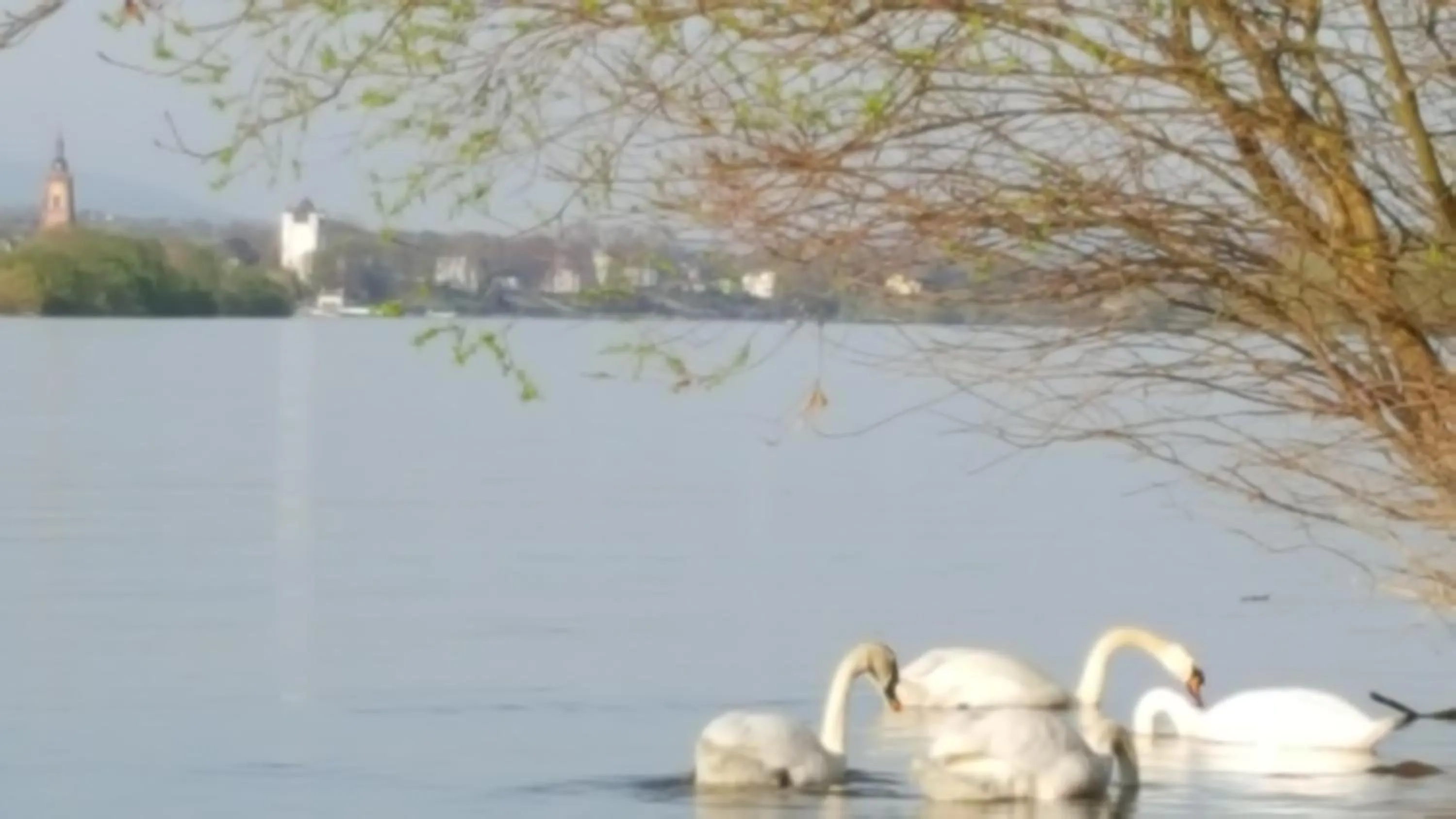 Fishing in RUTHMANN-Rheinblick GARNI