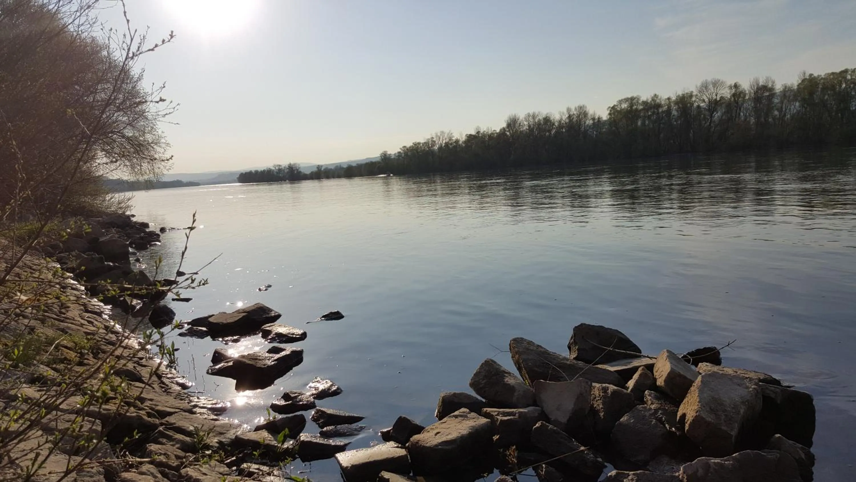 Windsurfing in RUTHMANN-Rheinblick GARNI