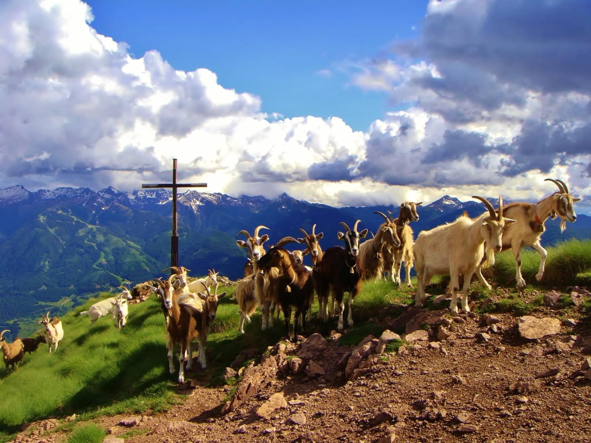 Animals in Berghotel Jochgrimm - Your Dolomites Home