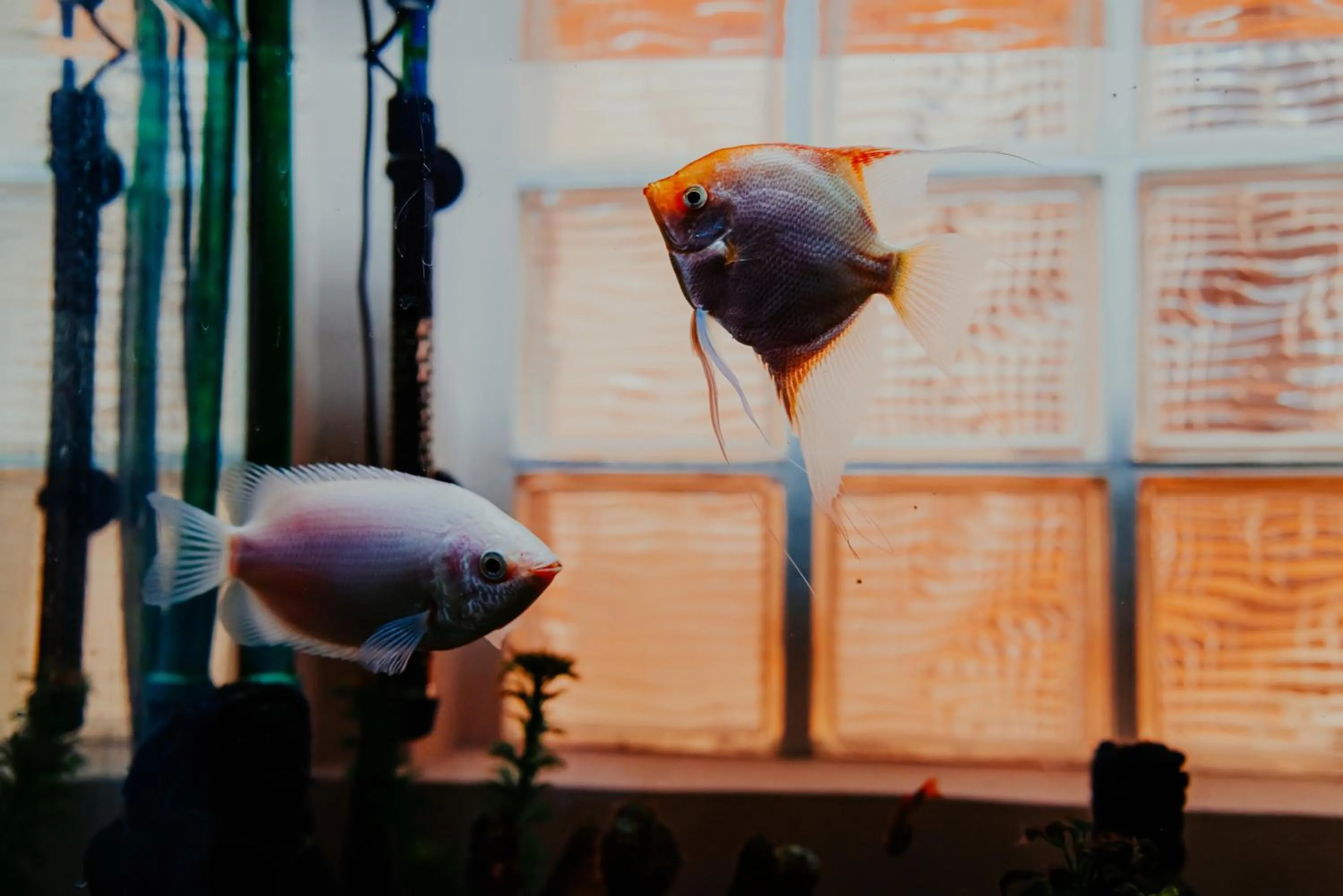 Decorative detail in Happy House Comfort Plus