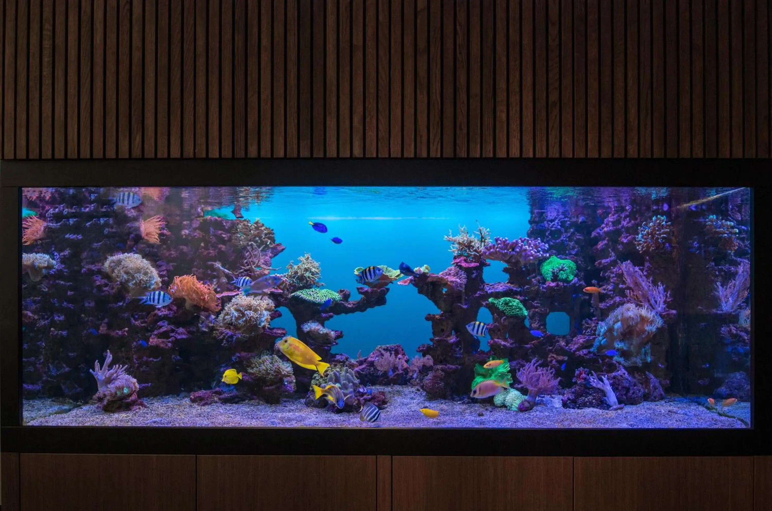 Lobby or reception in Hôtel Pax Lobby or reception in Hôtel Pax