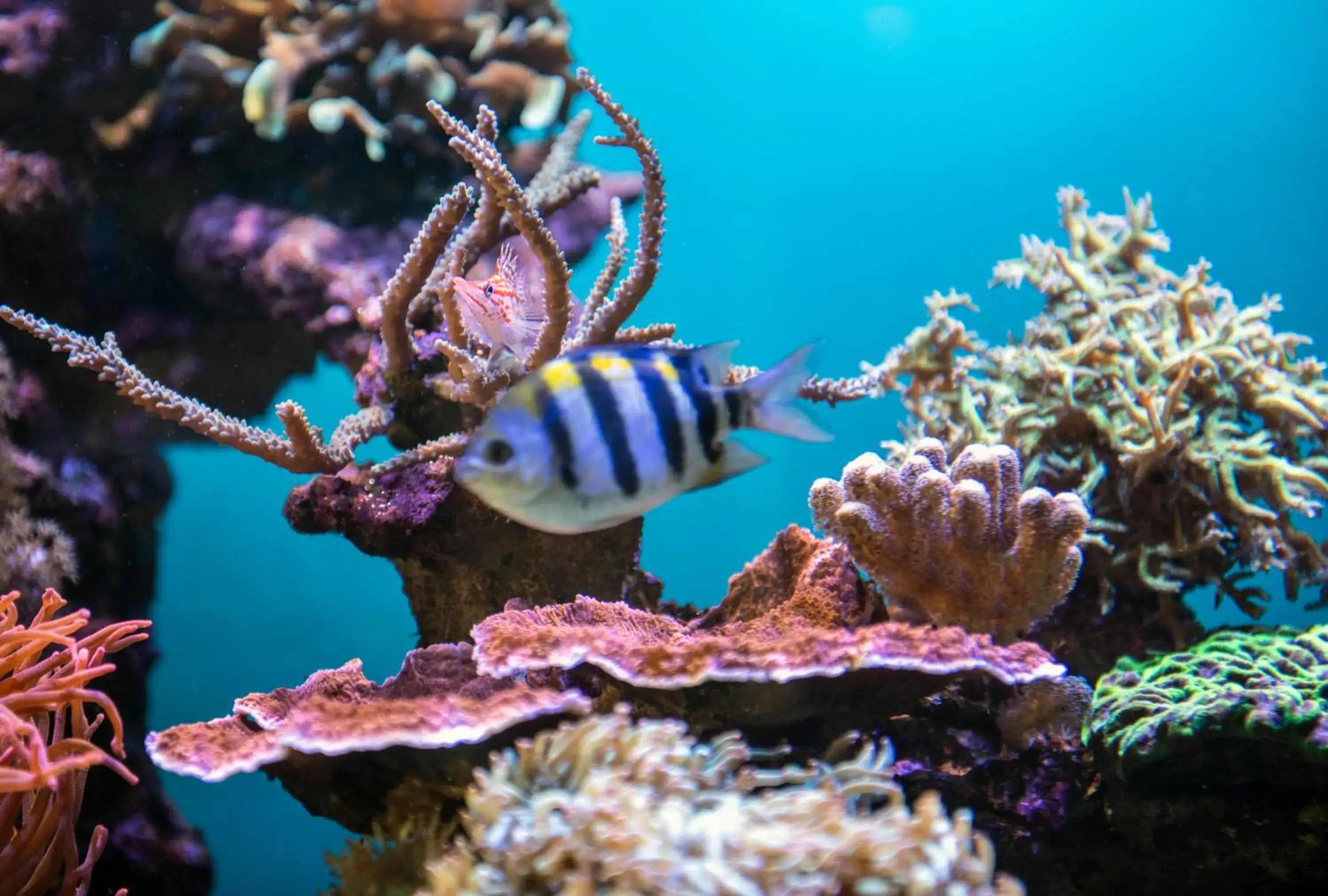 Lobby or reception in Hôtel Pax Lobby or reception in Hôtel Pax