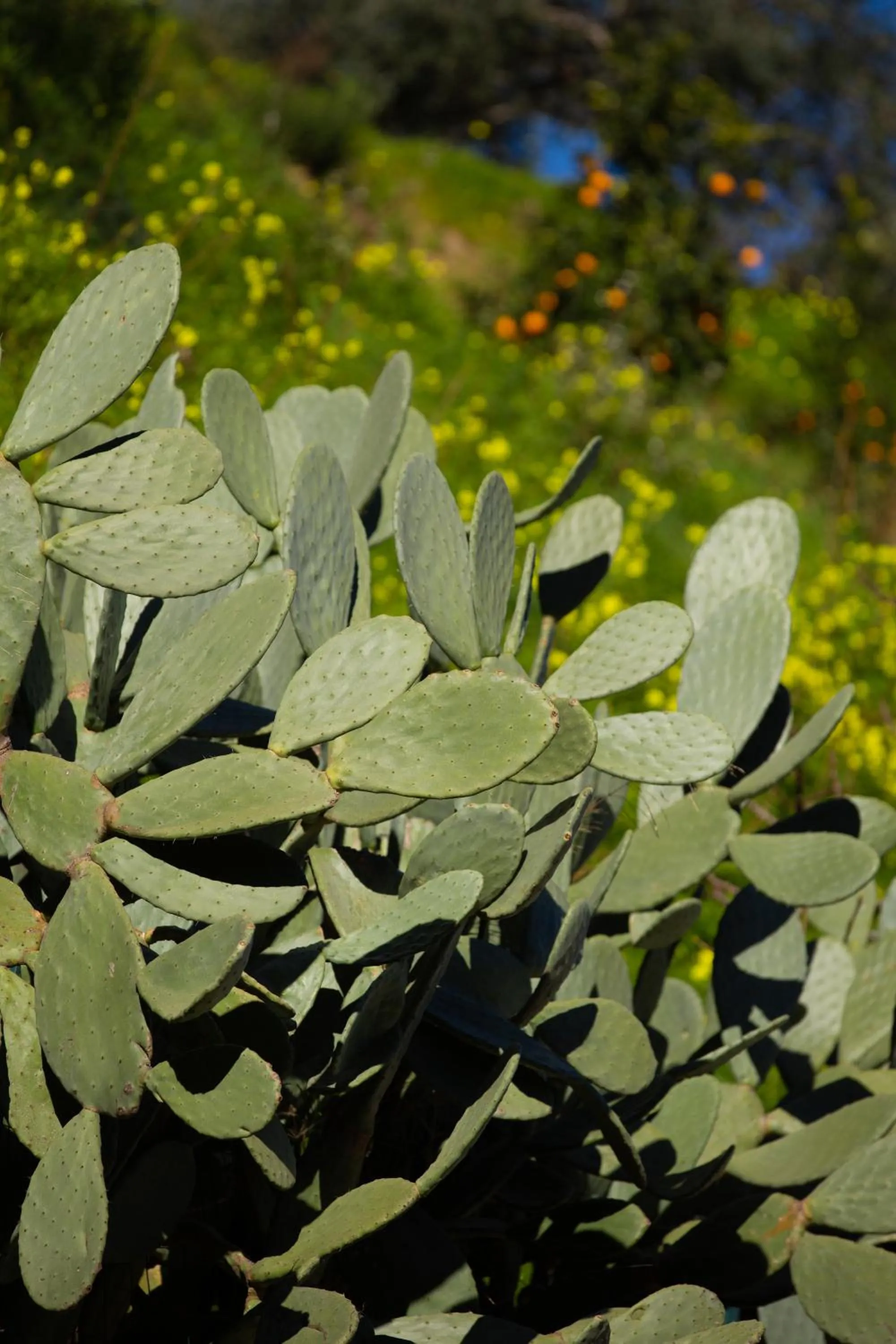 Garden in Residence Mersa