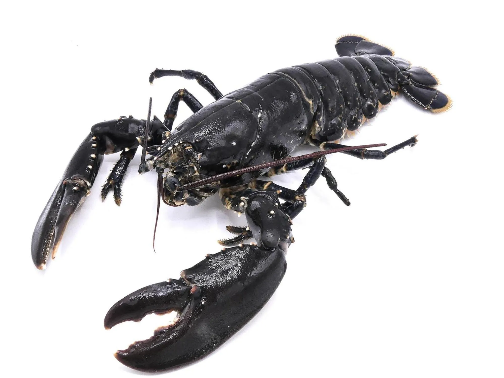 Restaurant/places to eat in Ermitage - Mont-Saint-Michel