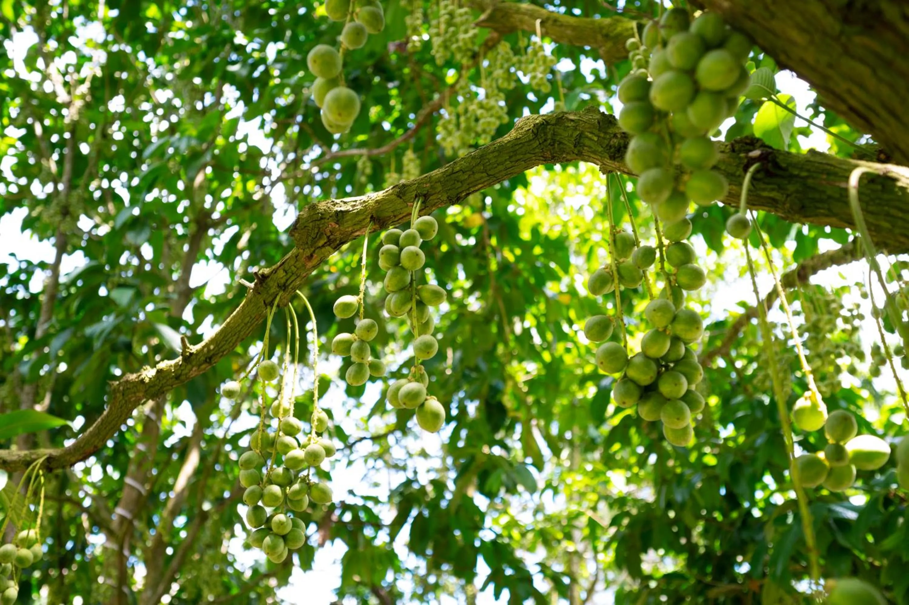 Garden in Cantho Eco Resort