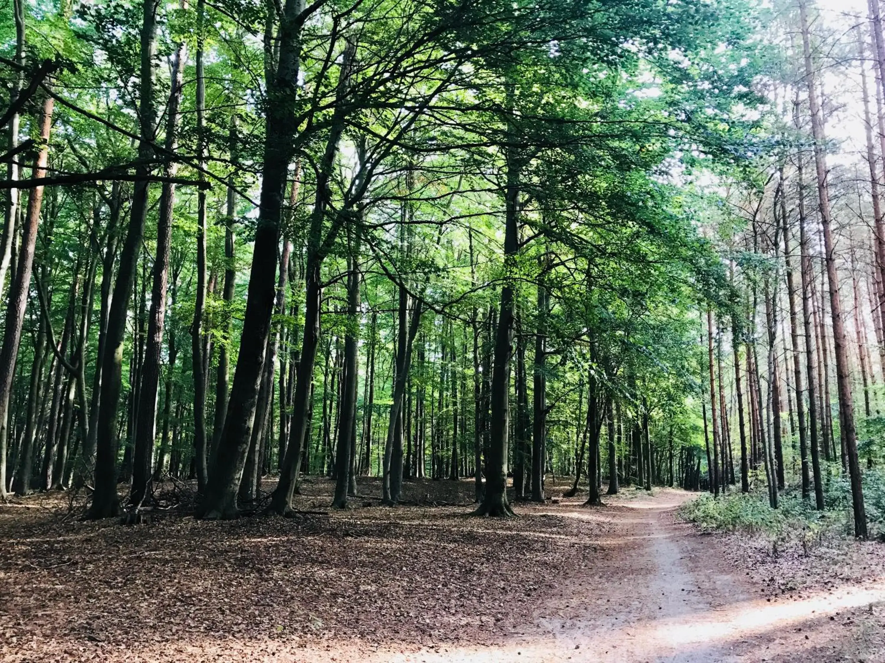 Natural landscape in DAS HUDEWALD Hotel & Resort