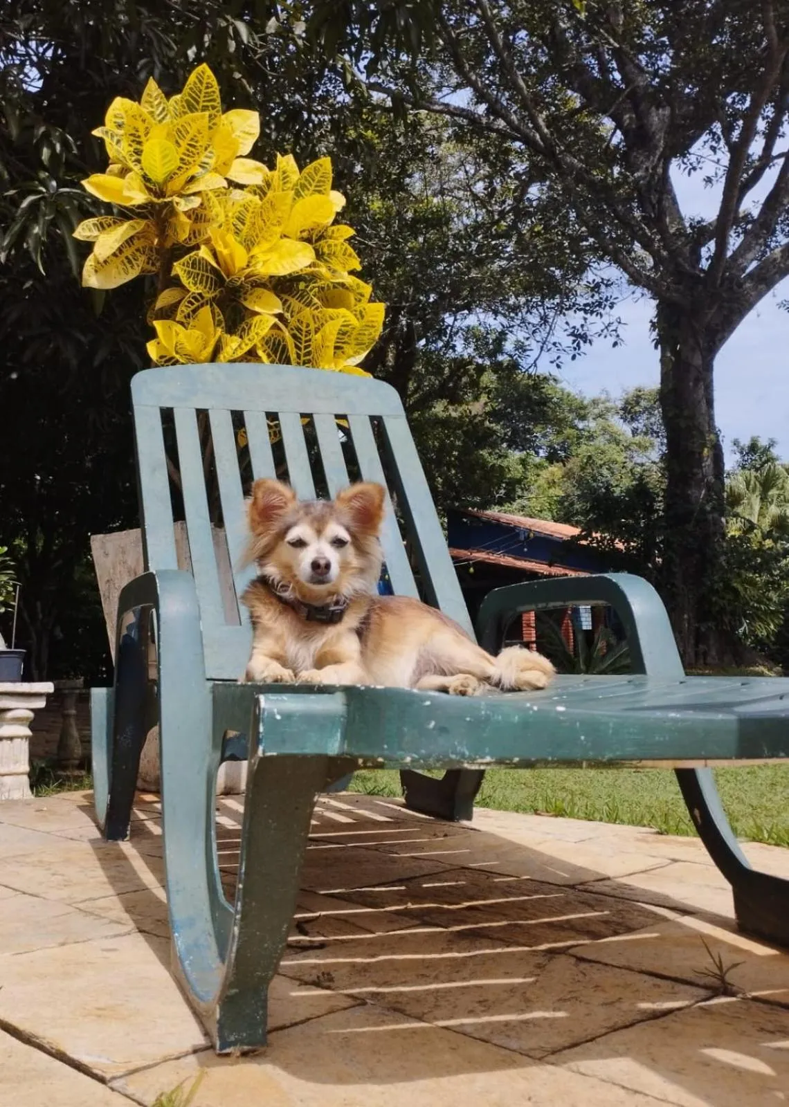 Pets in Pousada Canto dos Passaros