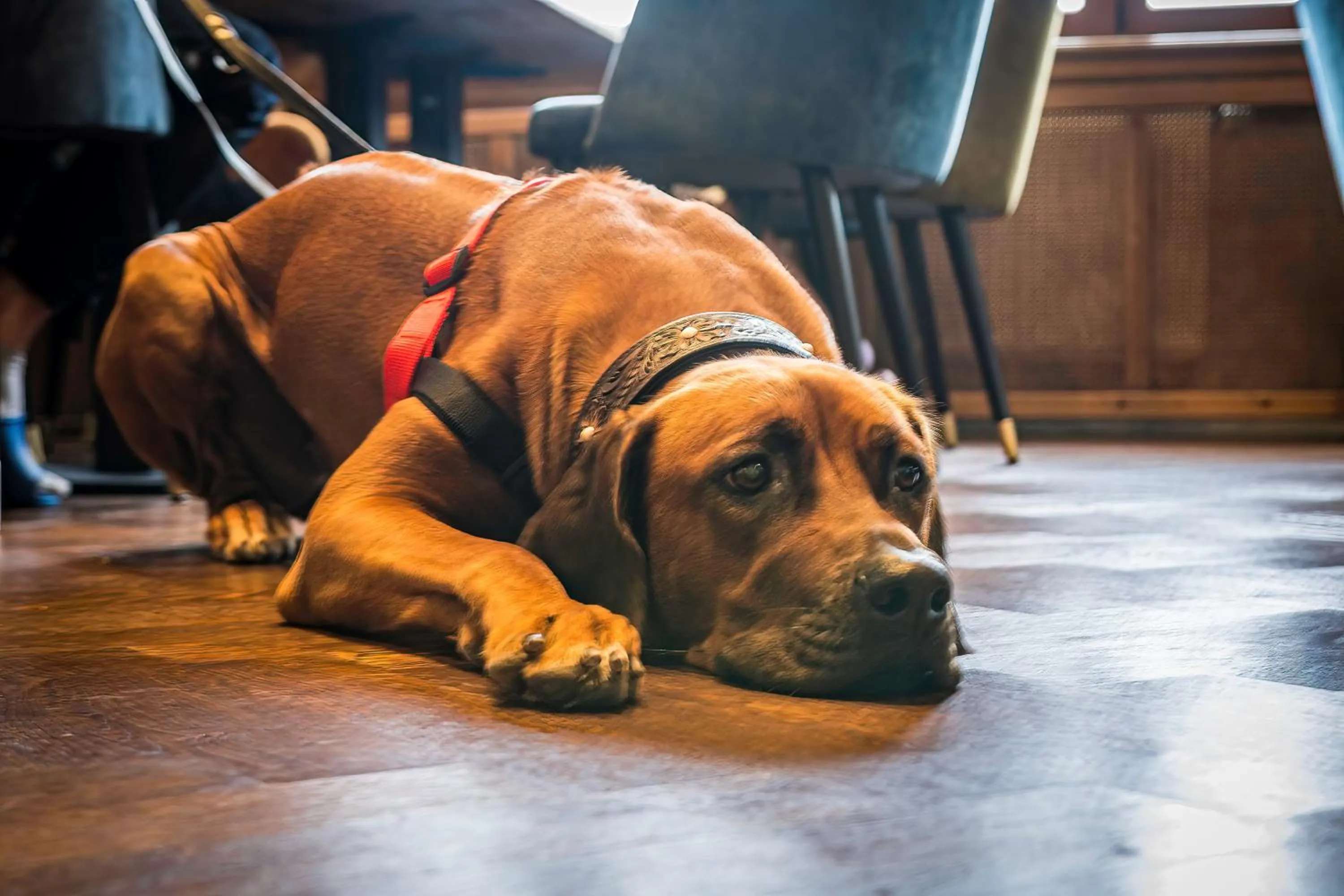 Pets in Berghotel Friedrichshöhe - Sauna, Pool & Natur