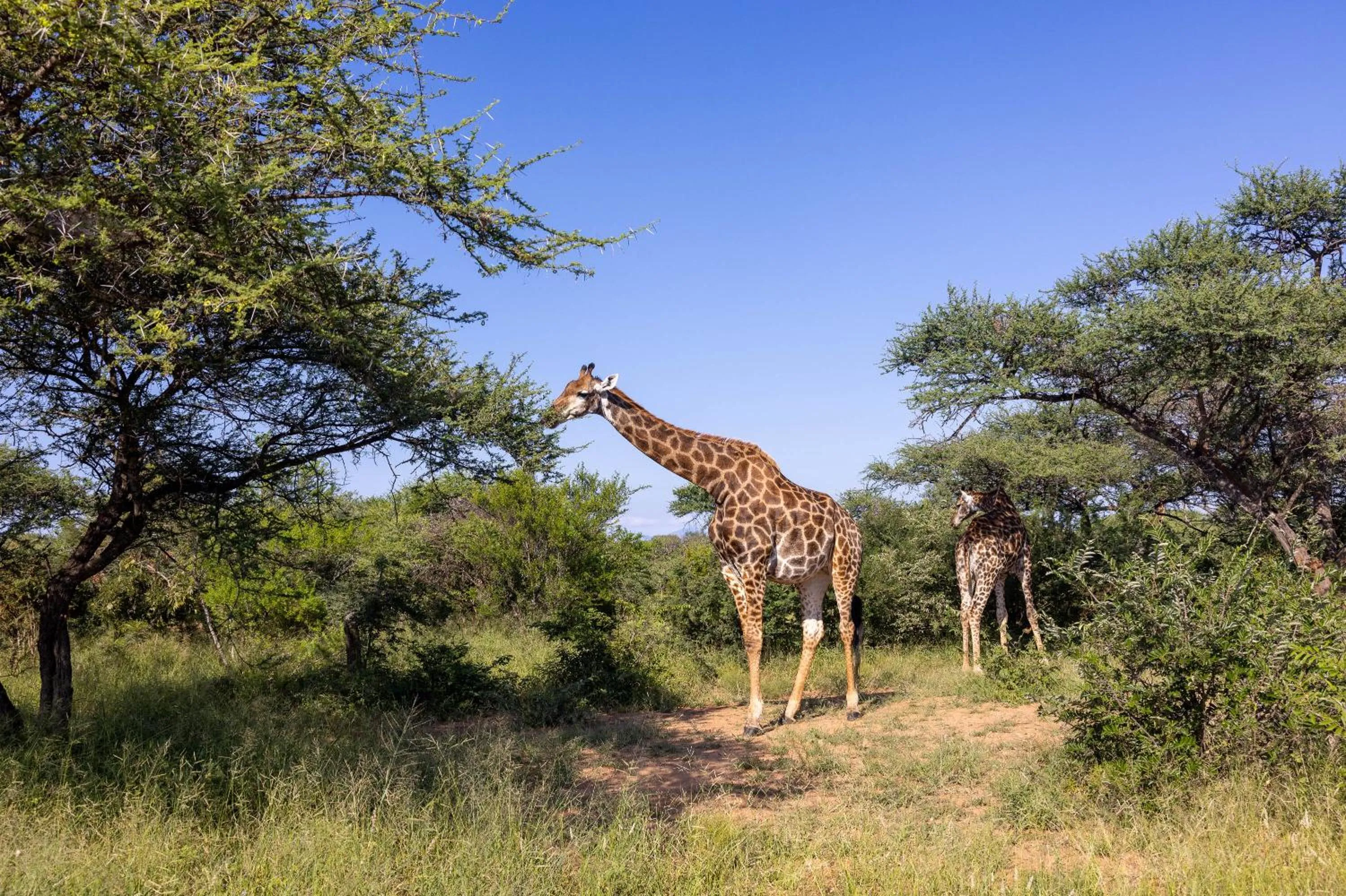 Oase by 7 Star Lodges - Greater Kruger Private 530ha Reserve