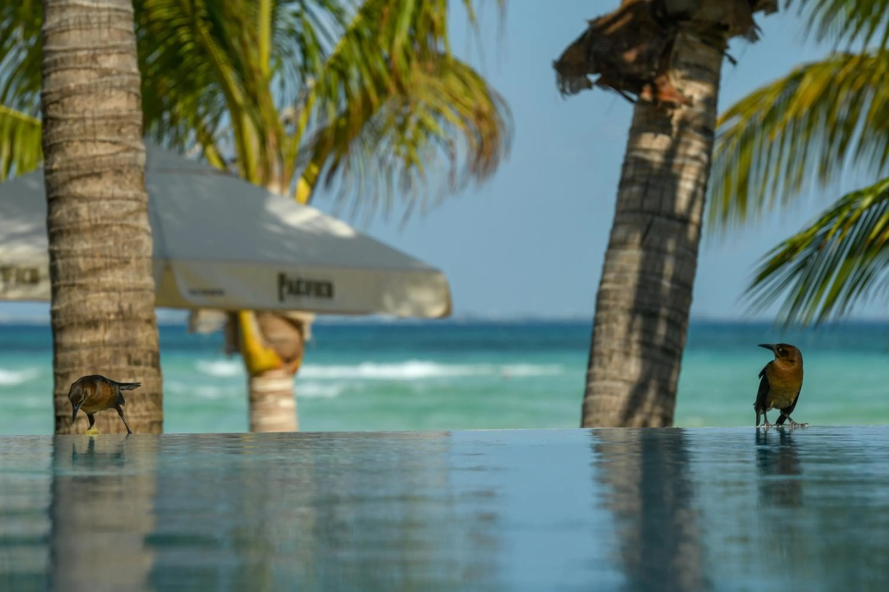 Sea view in Casa del Jaguar Beach Hotel