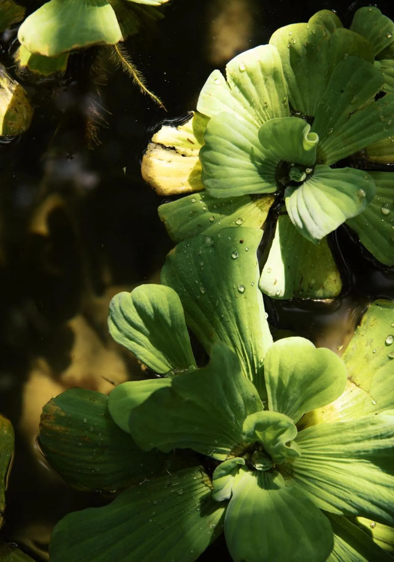 Tulia Retreat Hotel and Spa