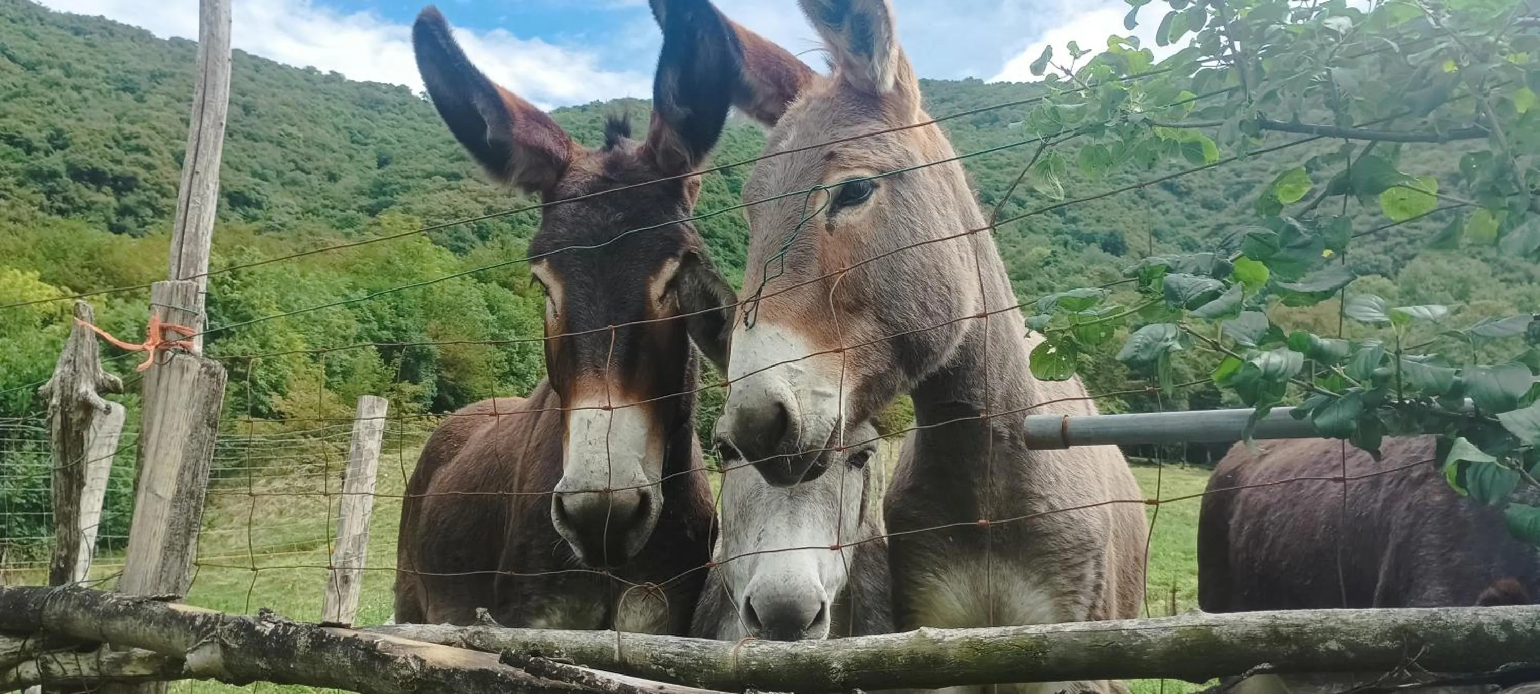 B&B La Corte del Segrino