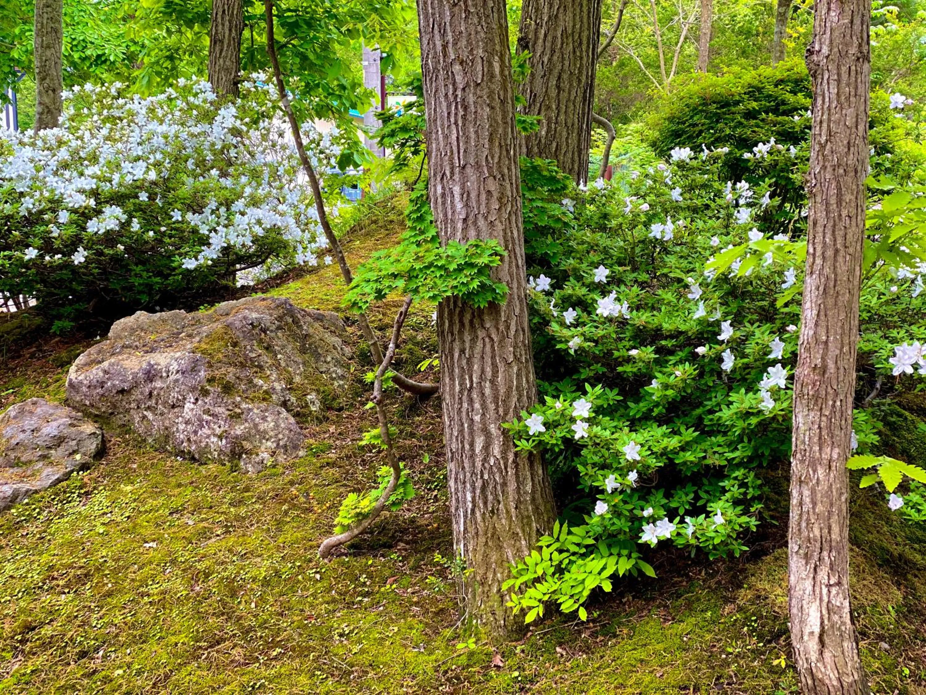 Natural landscape in Asagiri Chalet Hakuba