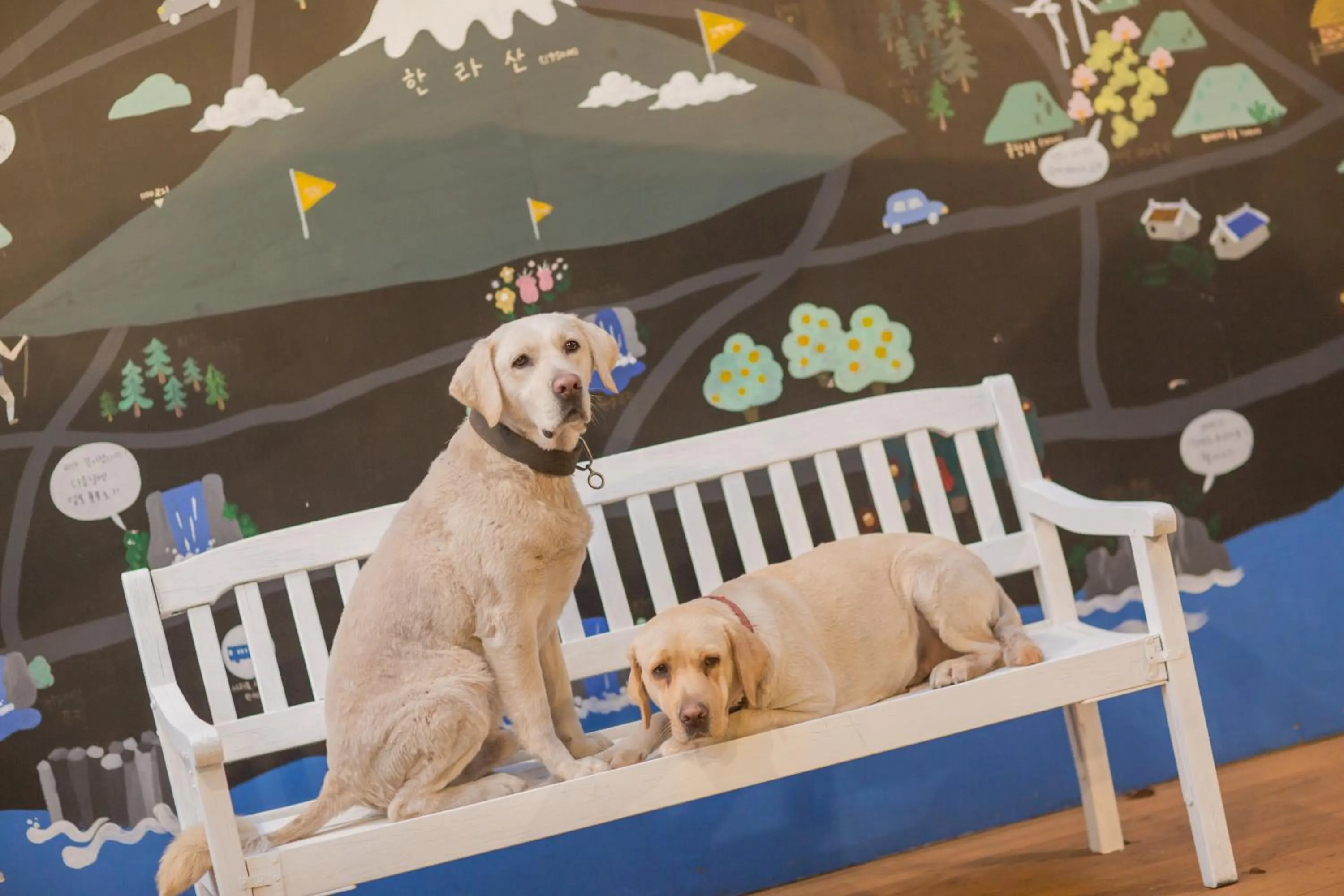 Pets in Backpacker's Home