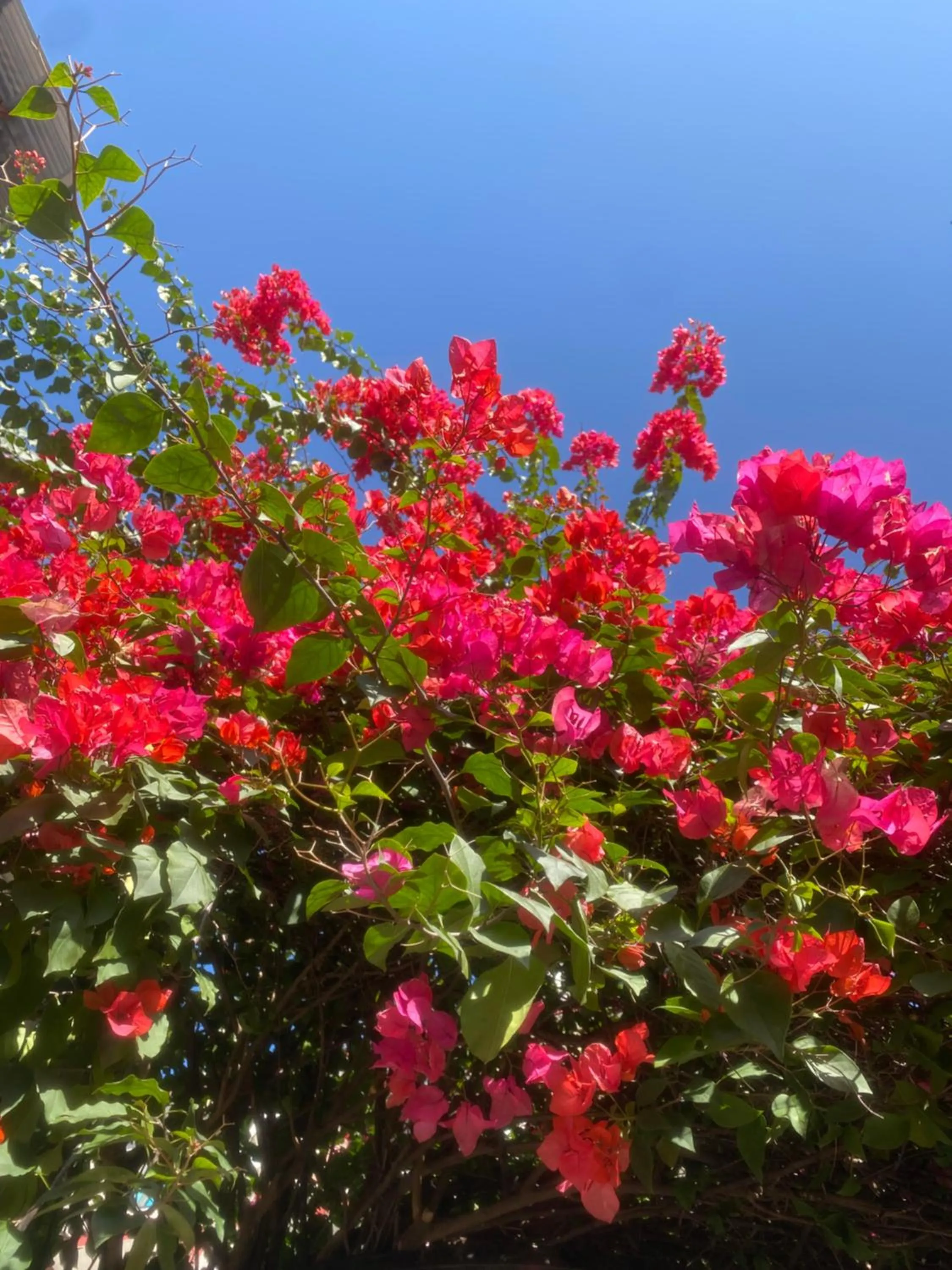 Garden in YangShuo Eden Inn