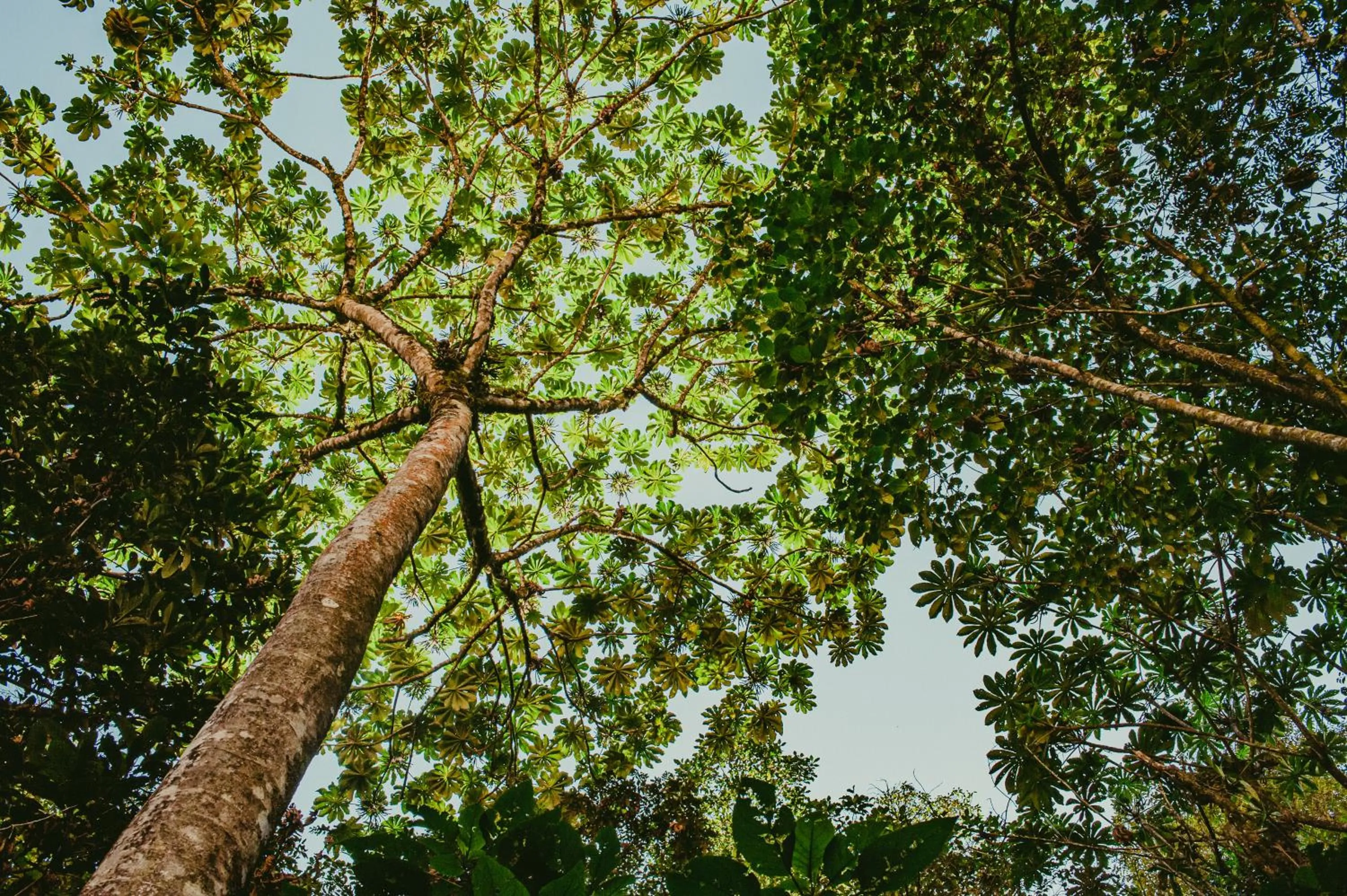 Natural landscape in Rupa Rupa High Jungle Eco B&B