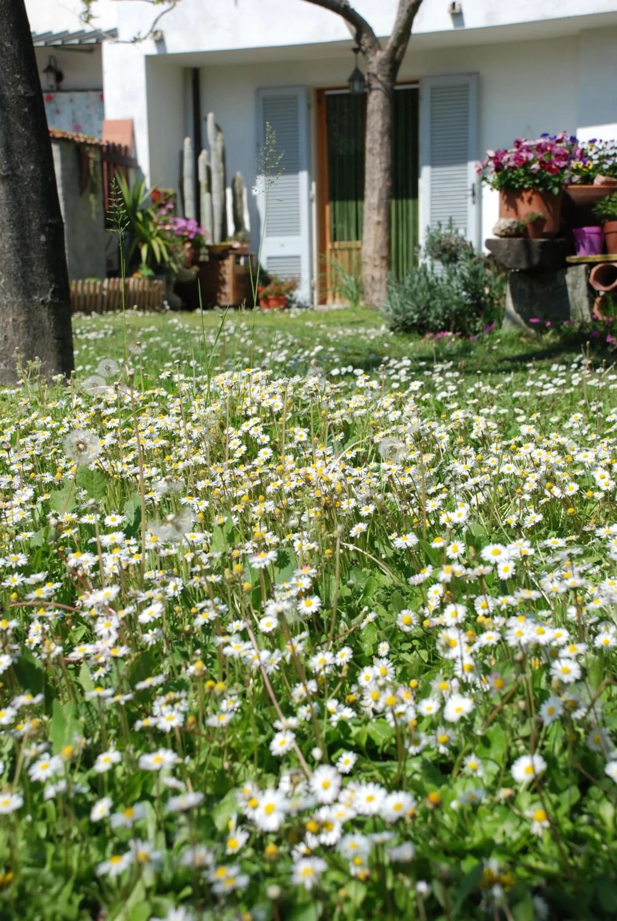 Bed and Breakfast Il Girasole