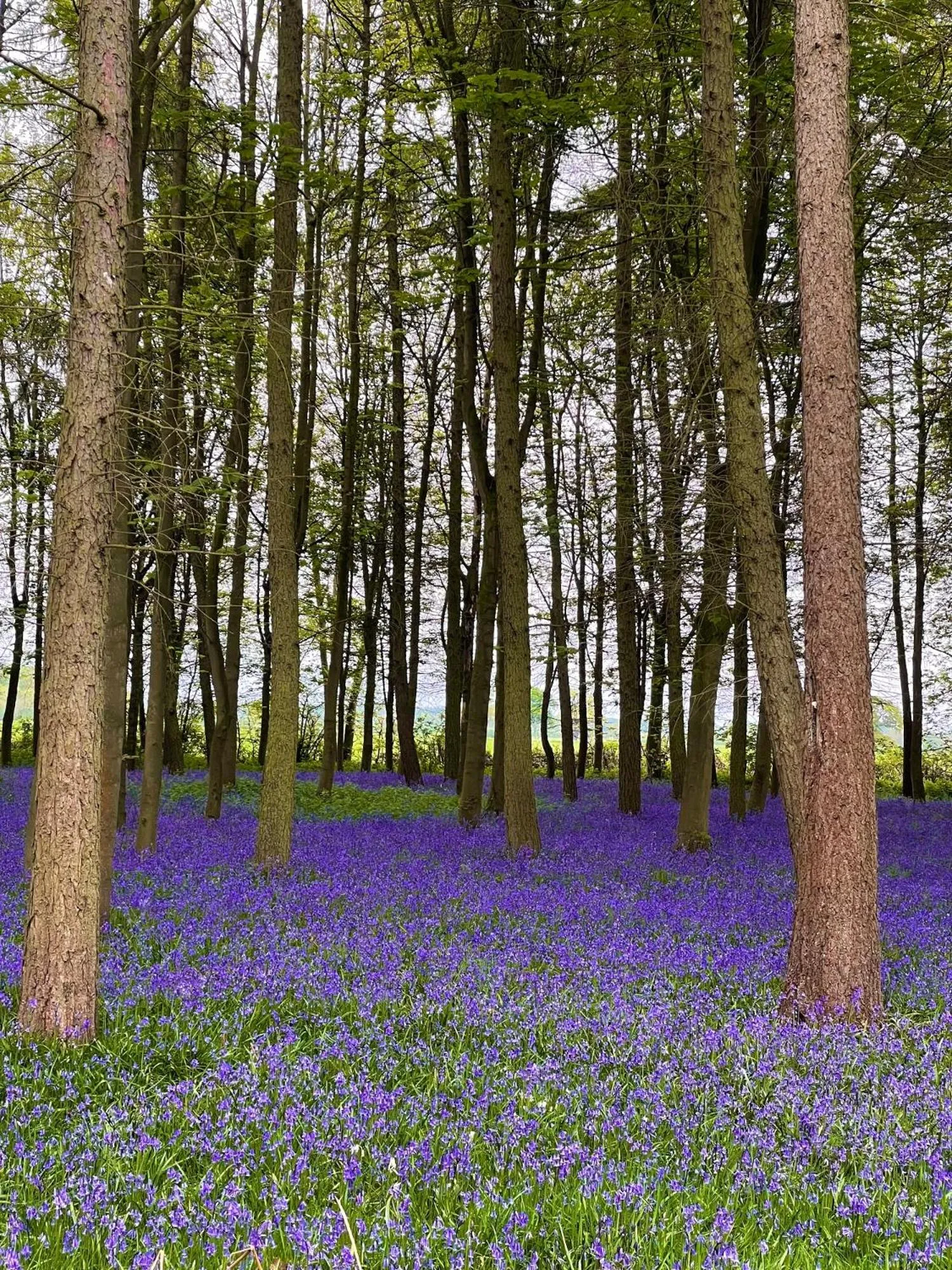 Natural landscape in Hollicarrs - Dragonfly Lodge