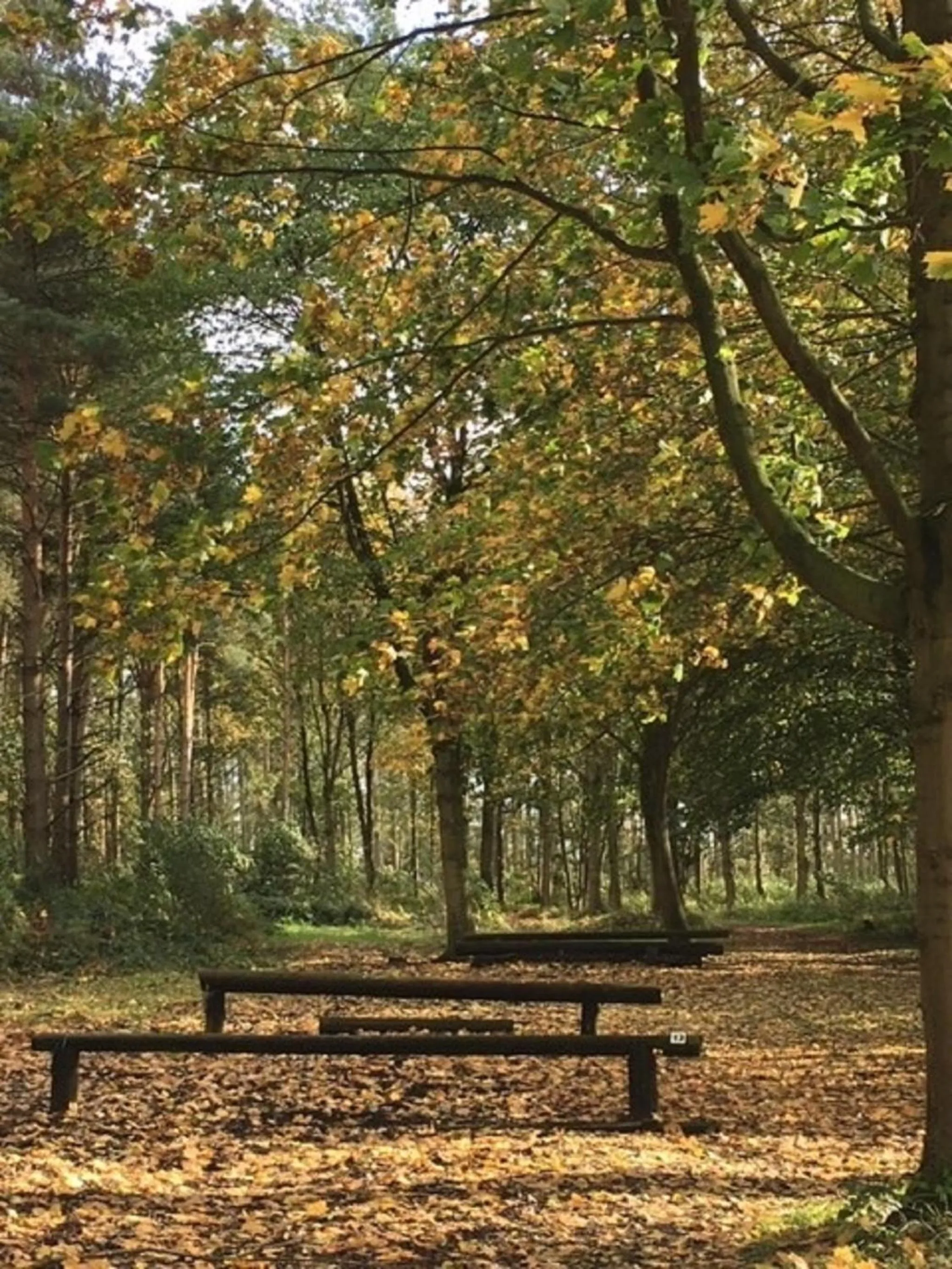 Garden in Hollicarrs - Dragonfly Lodge