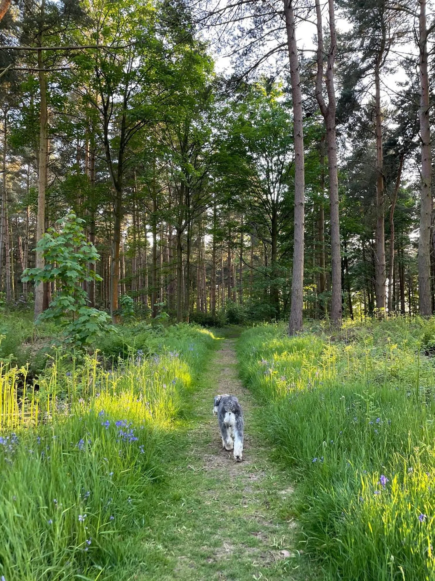 Natural landscape in Hollicarrs - Dragonfly Lodge