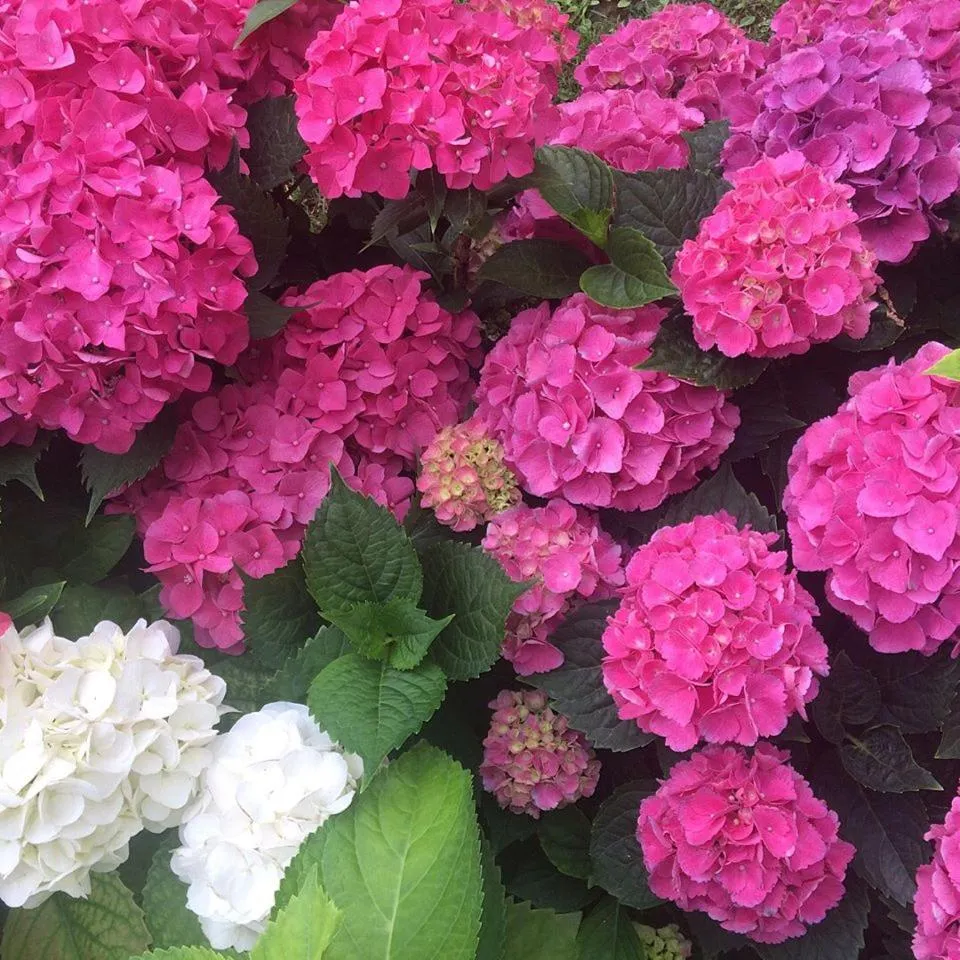 Garden in Residence Prunali