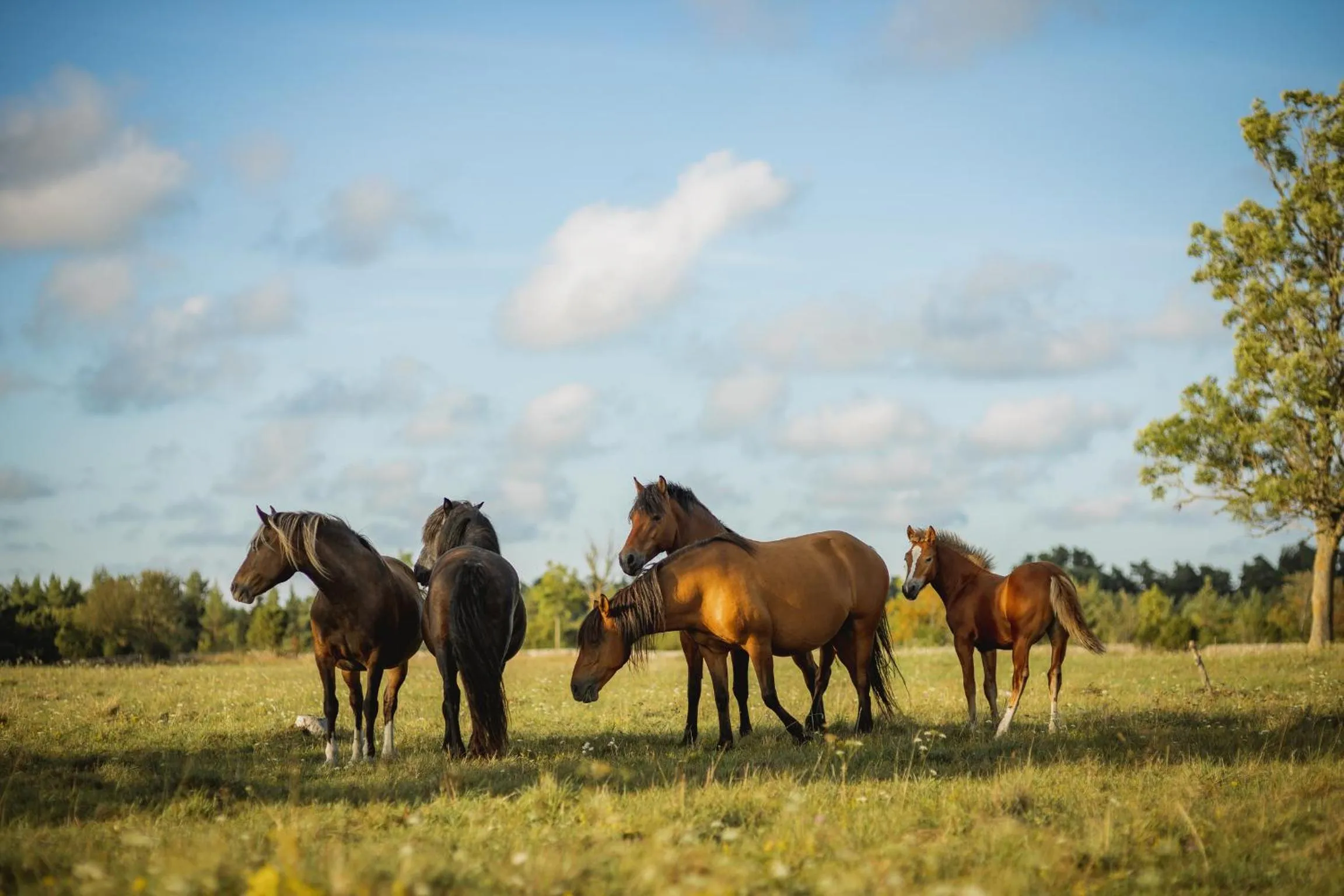 Horse-riding in Pilguse Residency