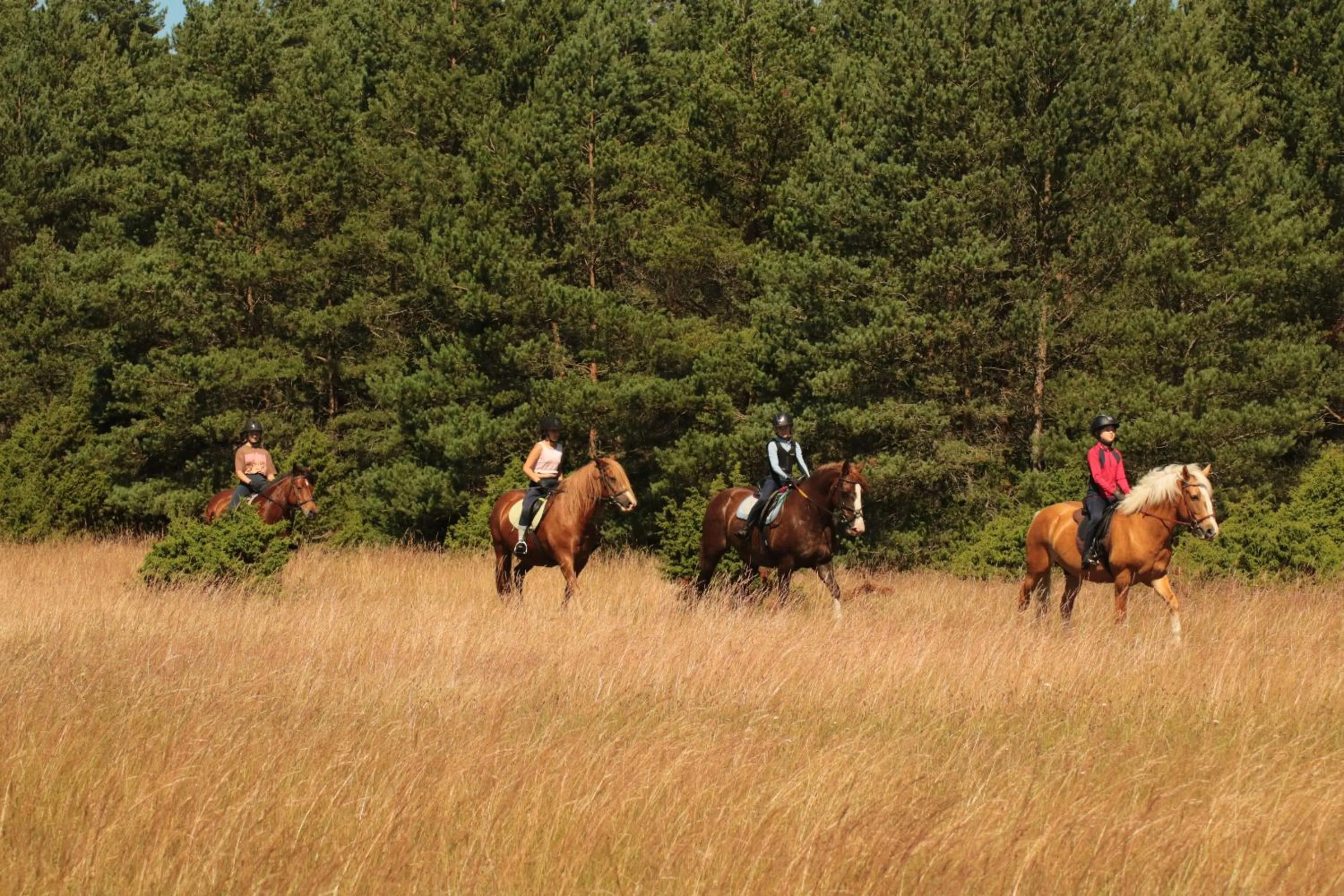 Horse-riding in Pilguse Residency