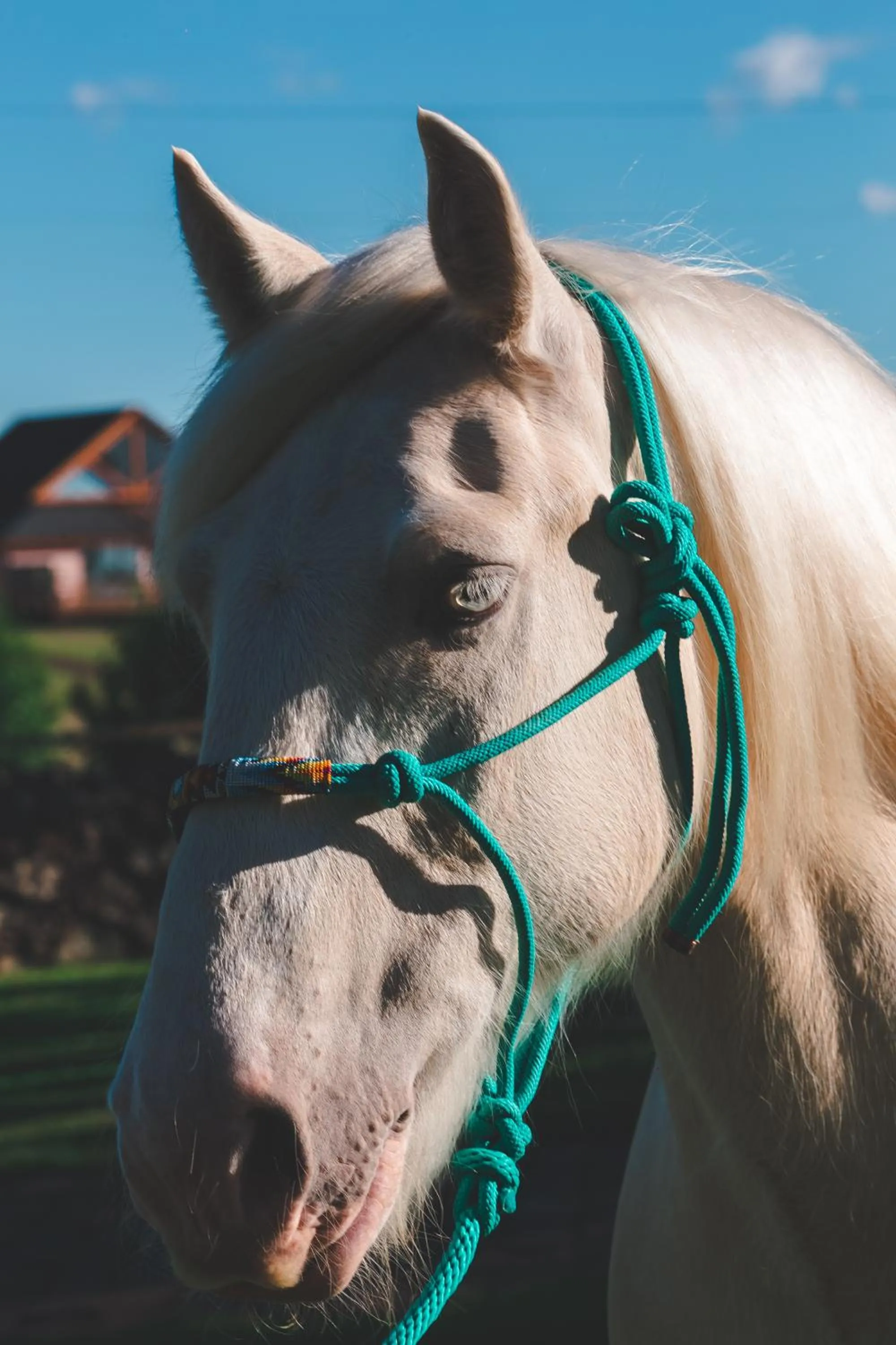 Animals in Cerro Azul Hotel Fazenda