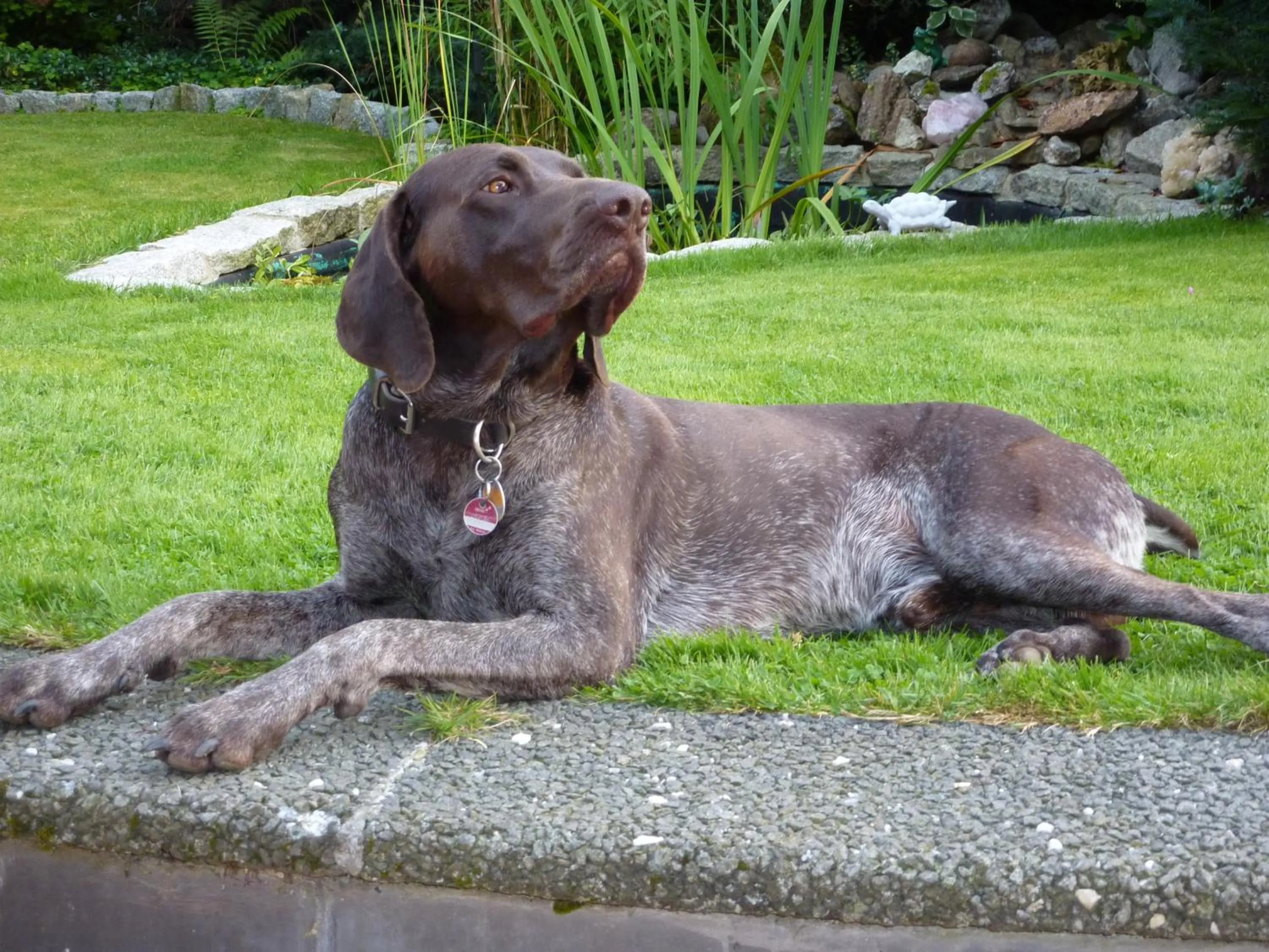 Pets in Landhaus Fischer