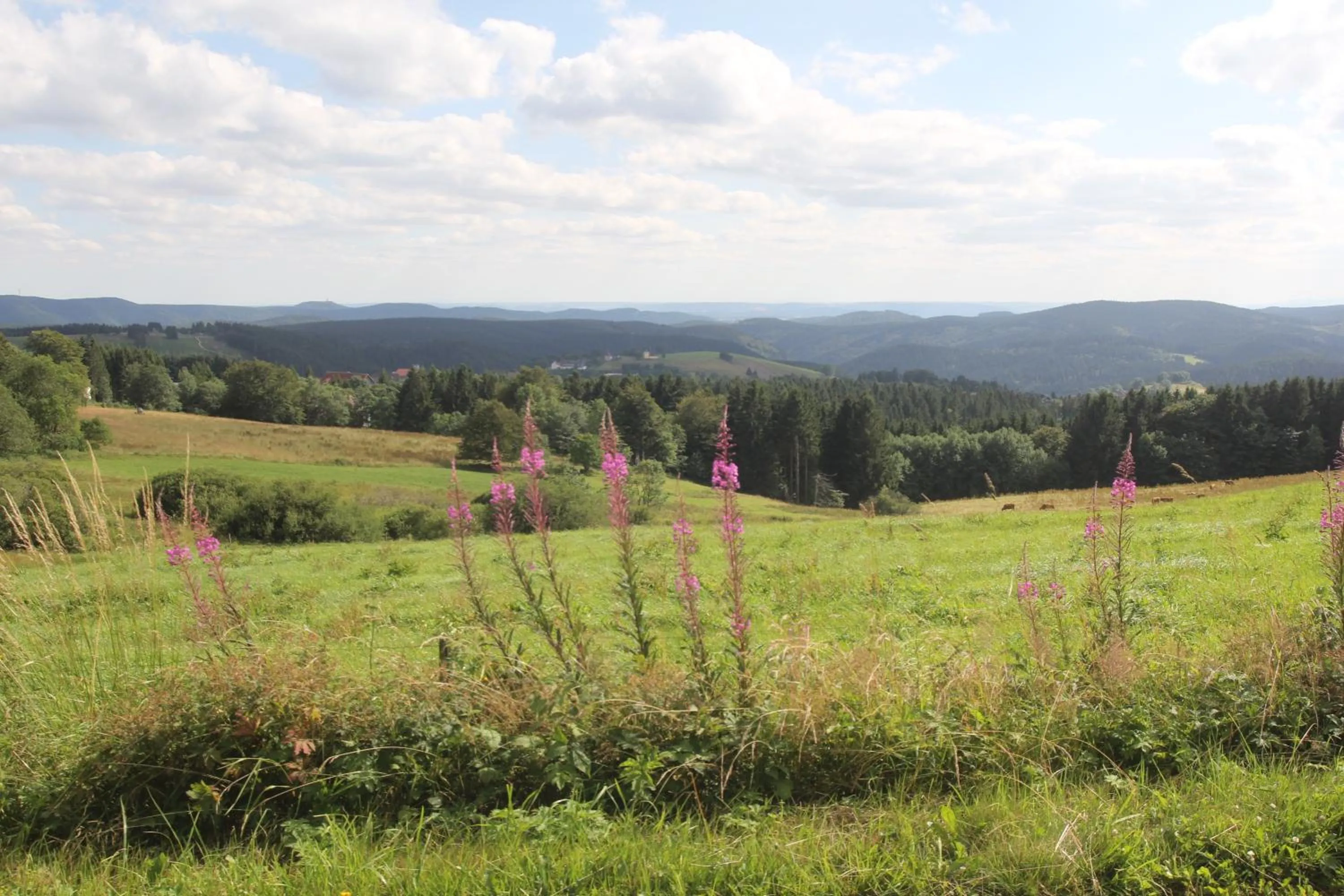 Natural landscape in Landhaus Fischer