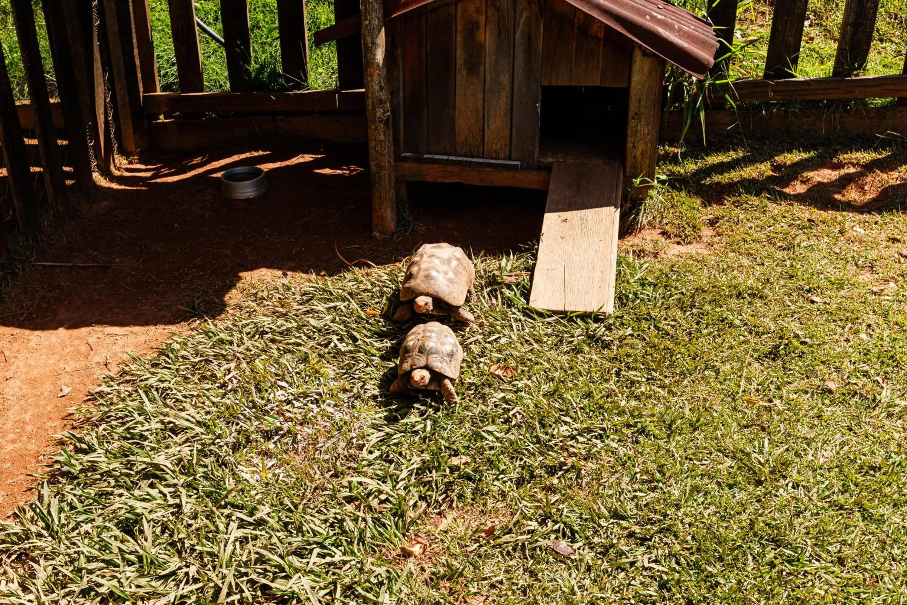 Animals in Hotel Morro De Santo Agostinho