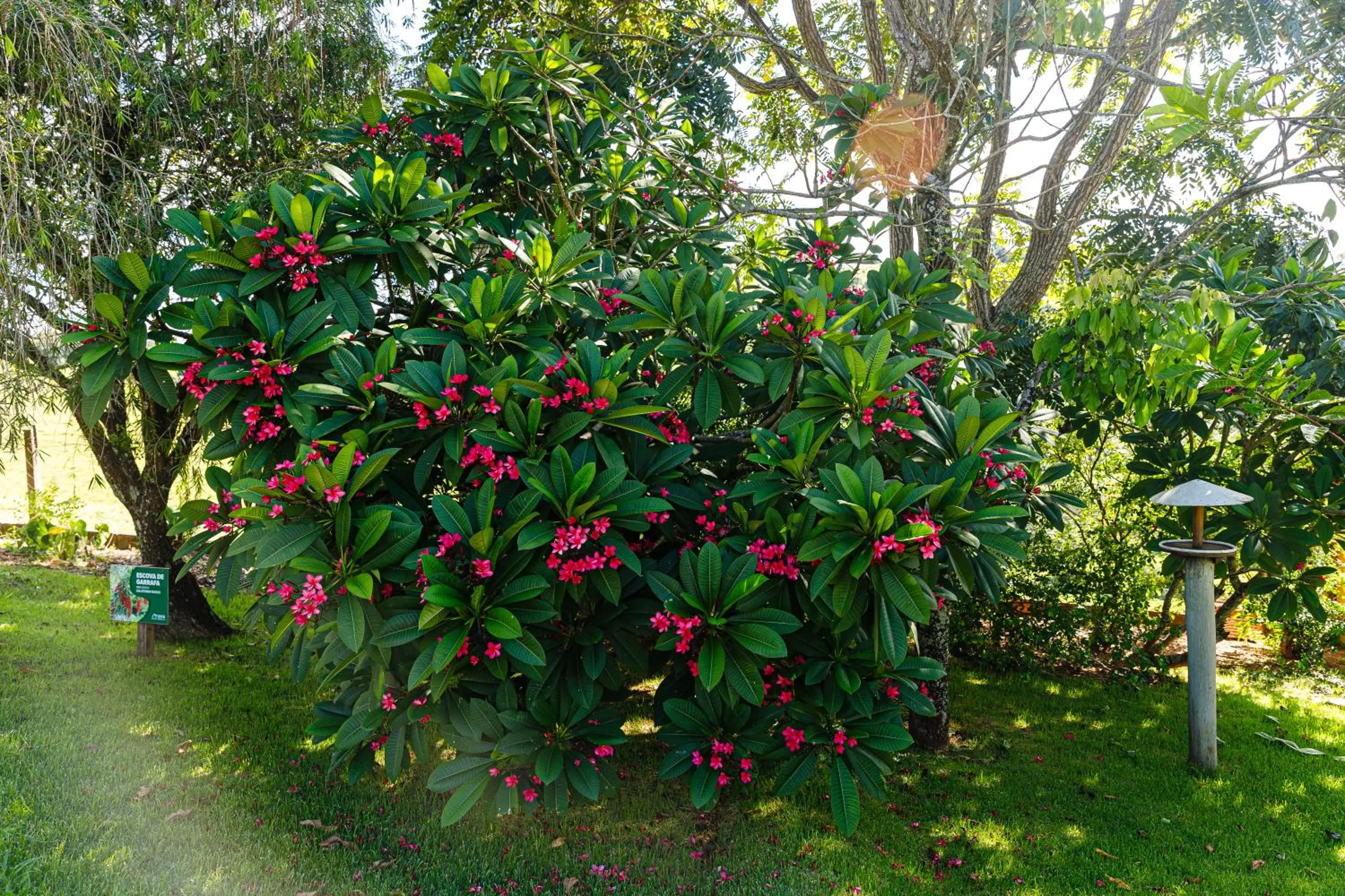 Spring in Hotel Morro De Santo Agostinho