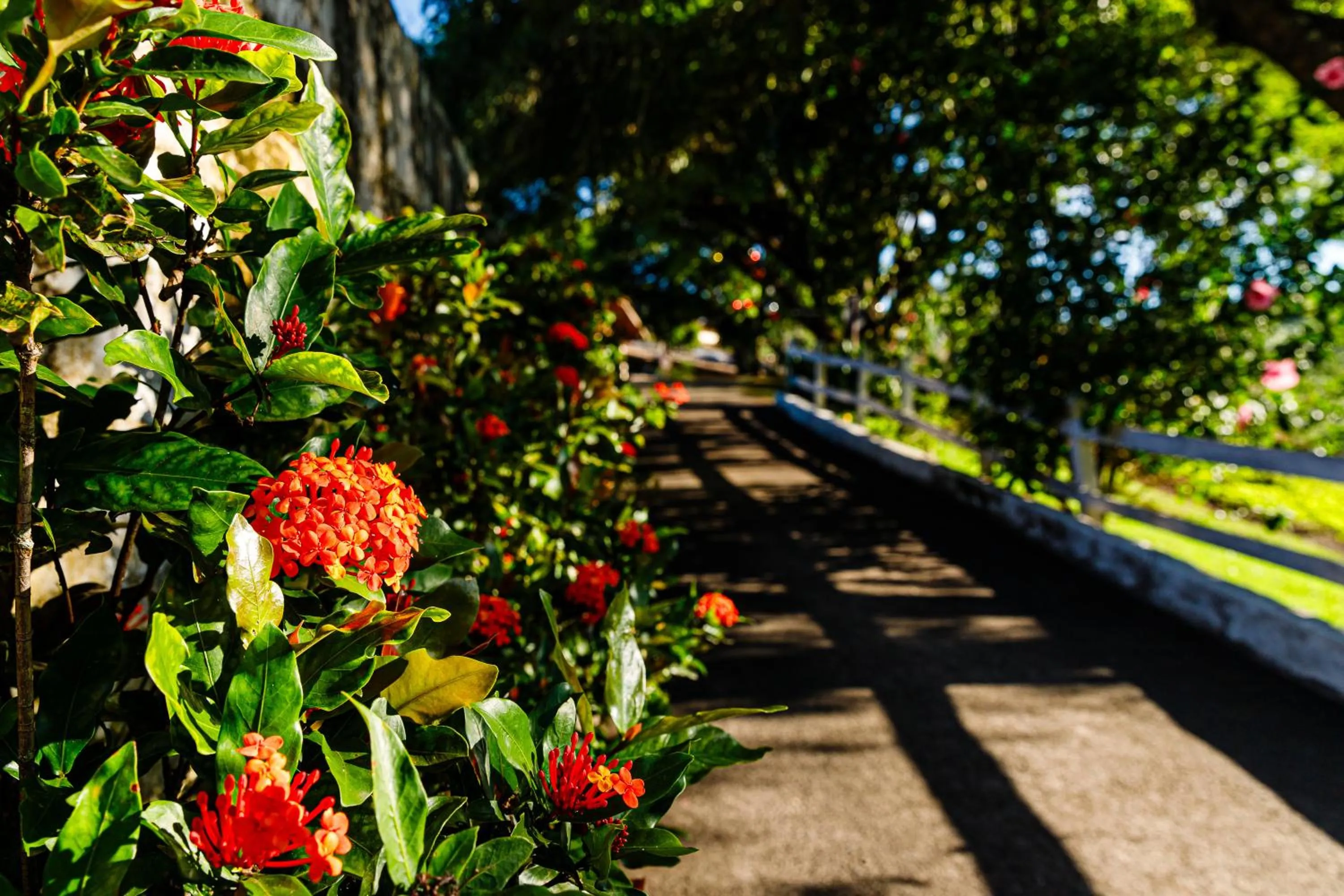 Garden view in Hotel Morro De Santo Agostinho