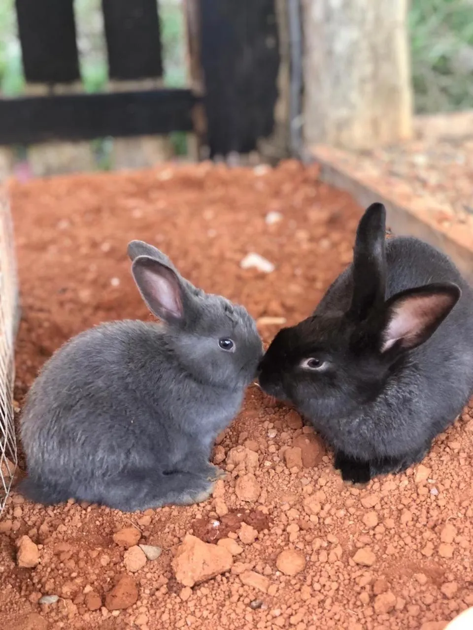 Animals in Hotel Morro De Santo Agostinho