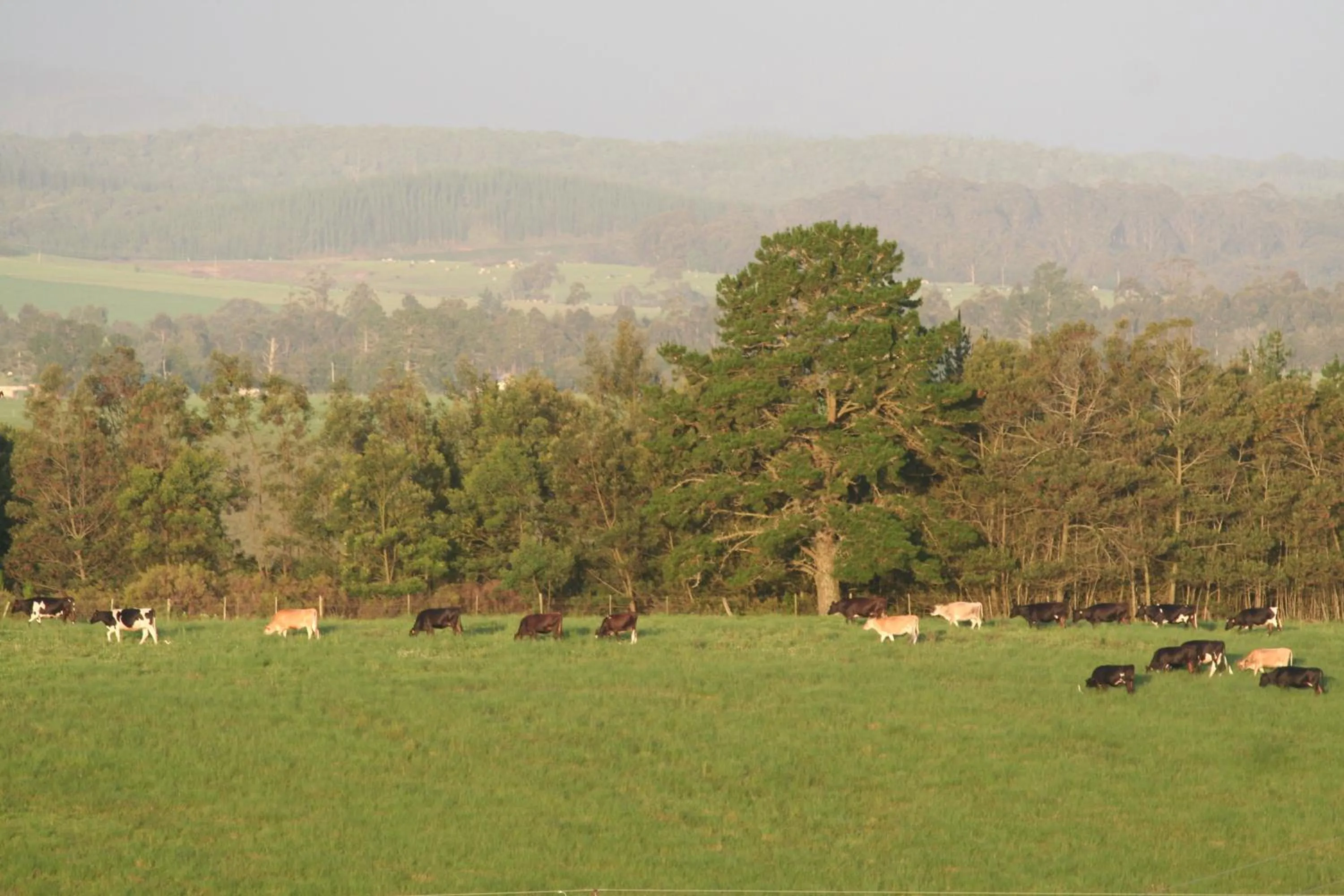 View (from property/room) in Libertas Guest Farm