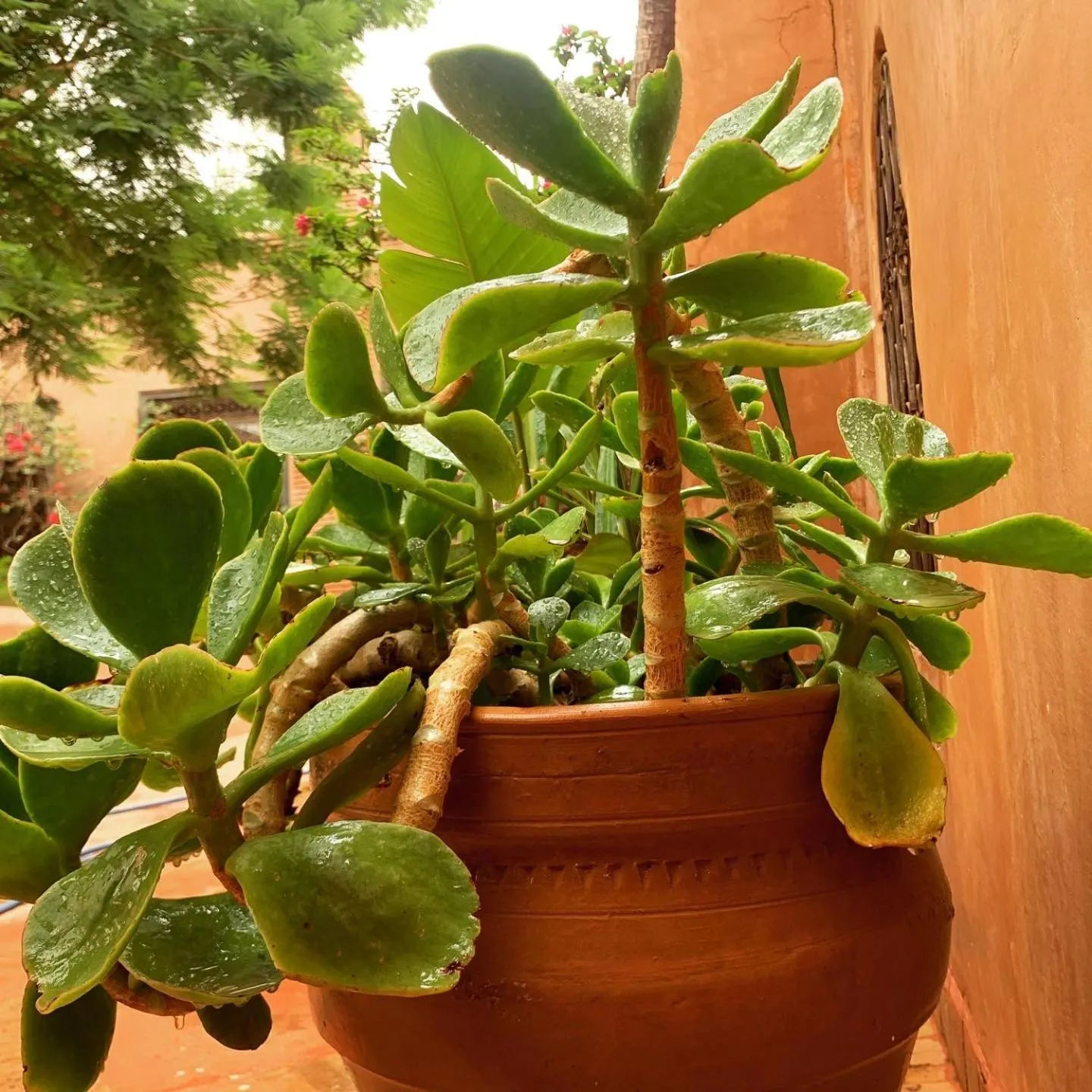 Garden in DAR CHIBANIA