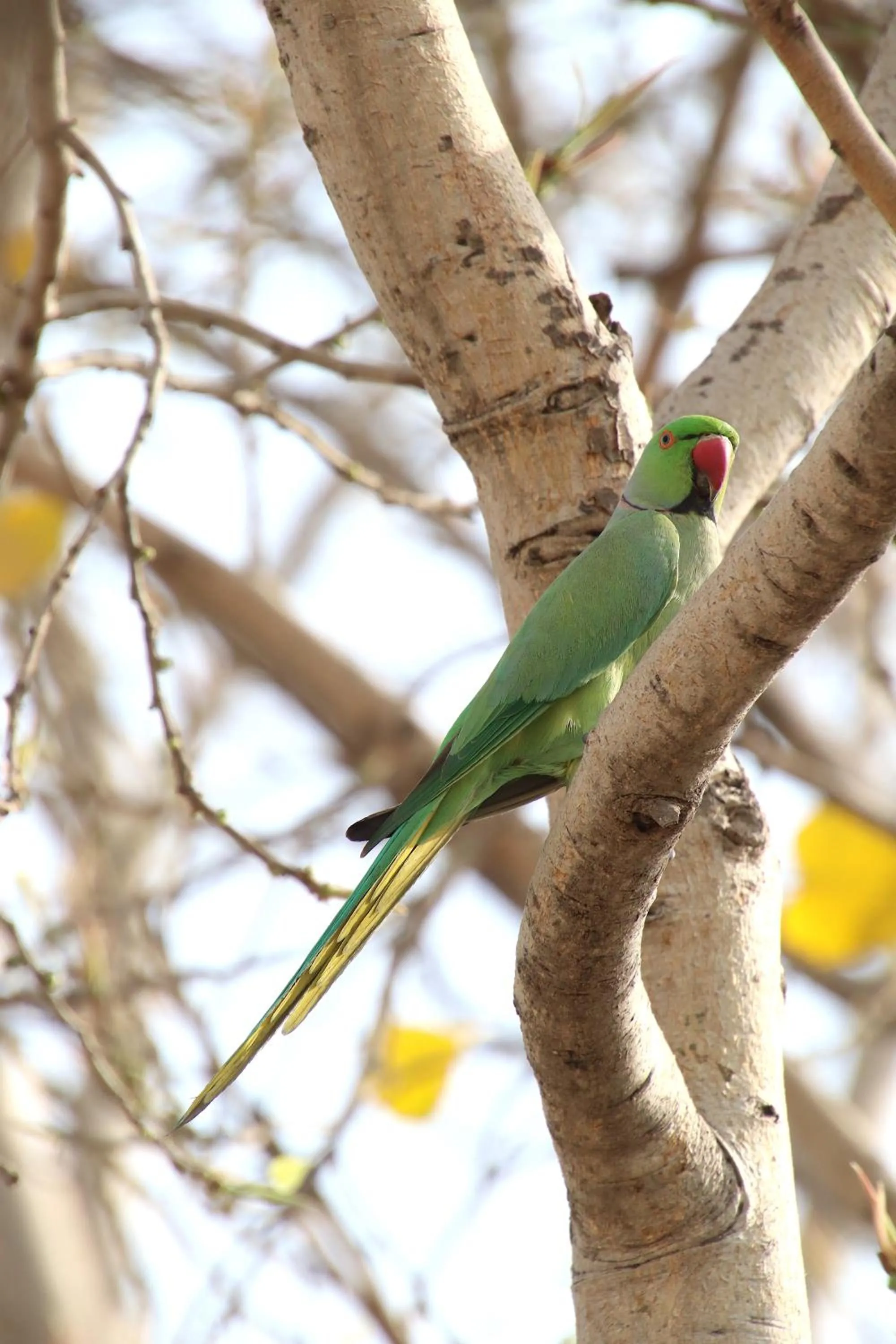 Animals in Shahar Palace