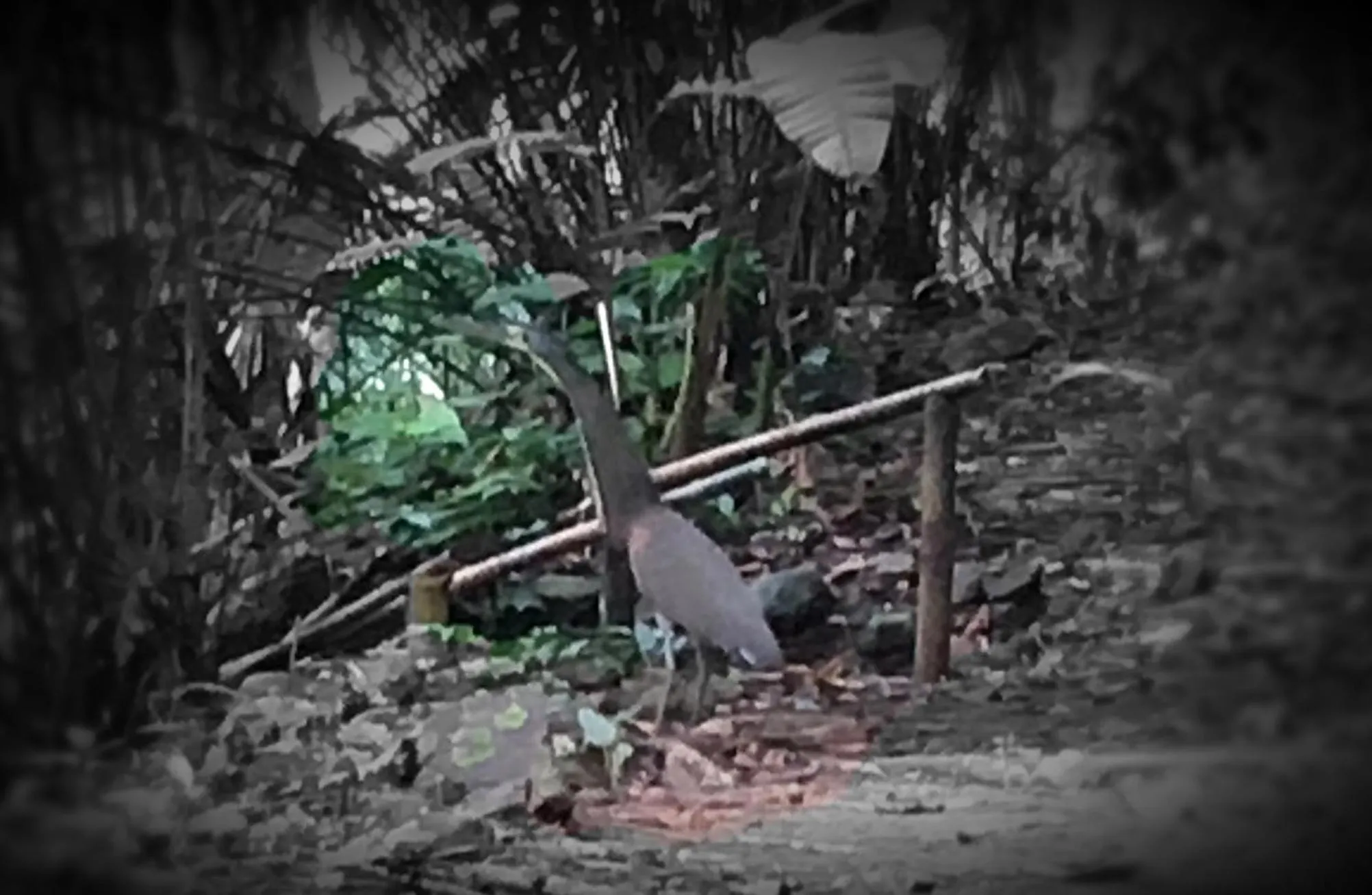 Animals in Hotel Samsara