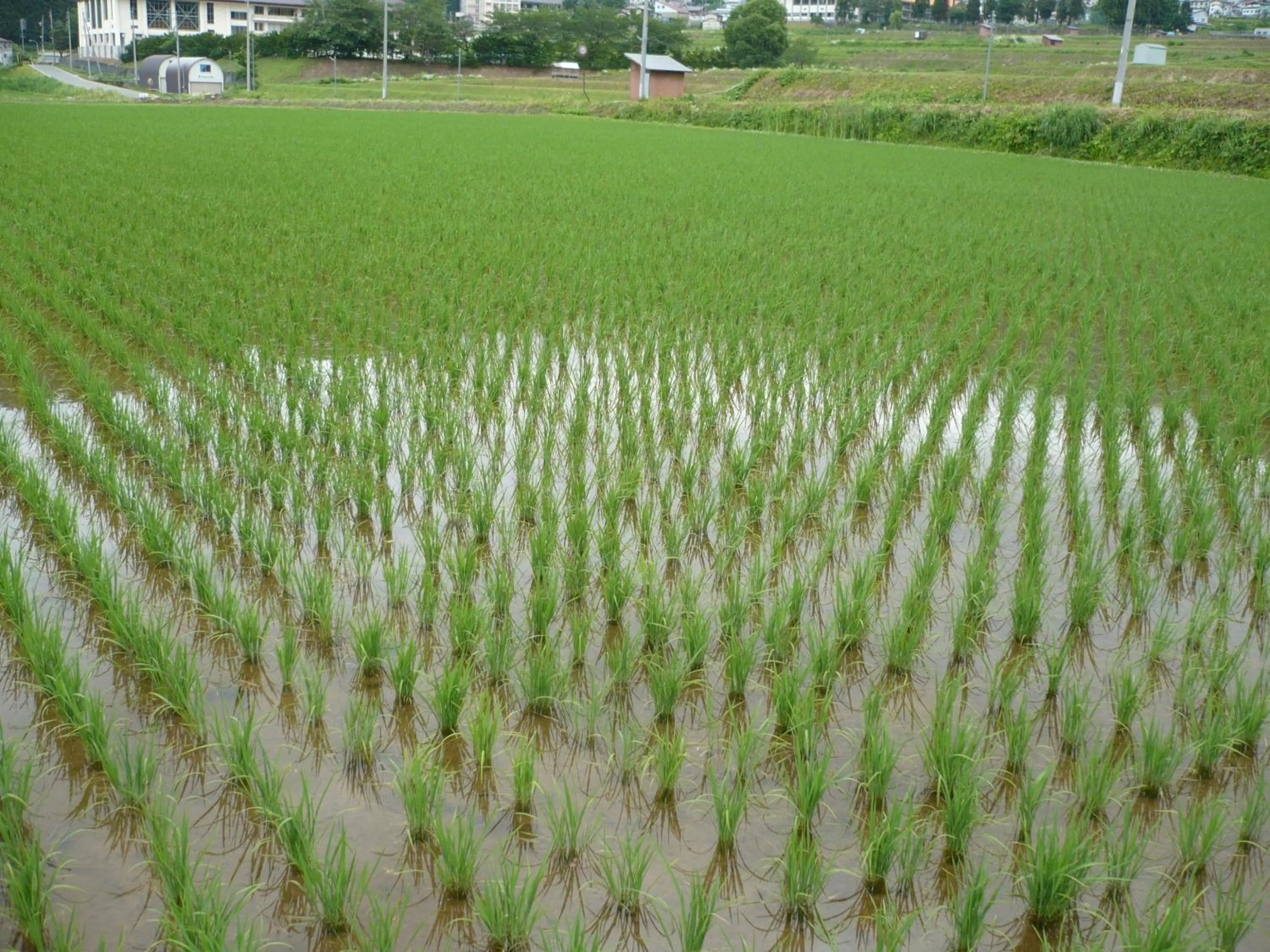 Natural landscape in Oyado Nozawaya